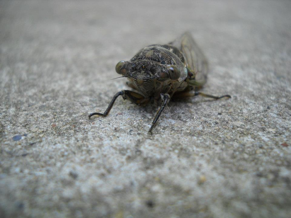 Backyard Cicada