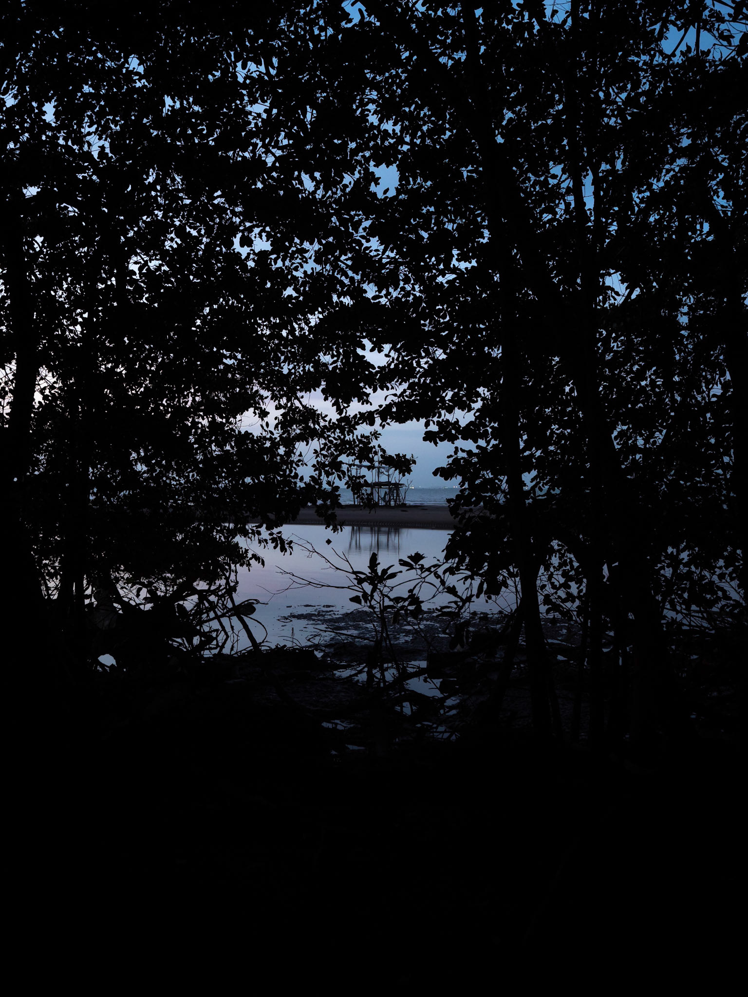 P1066667 Mangrove West Coastline