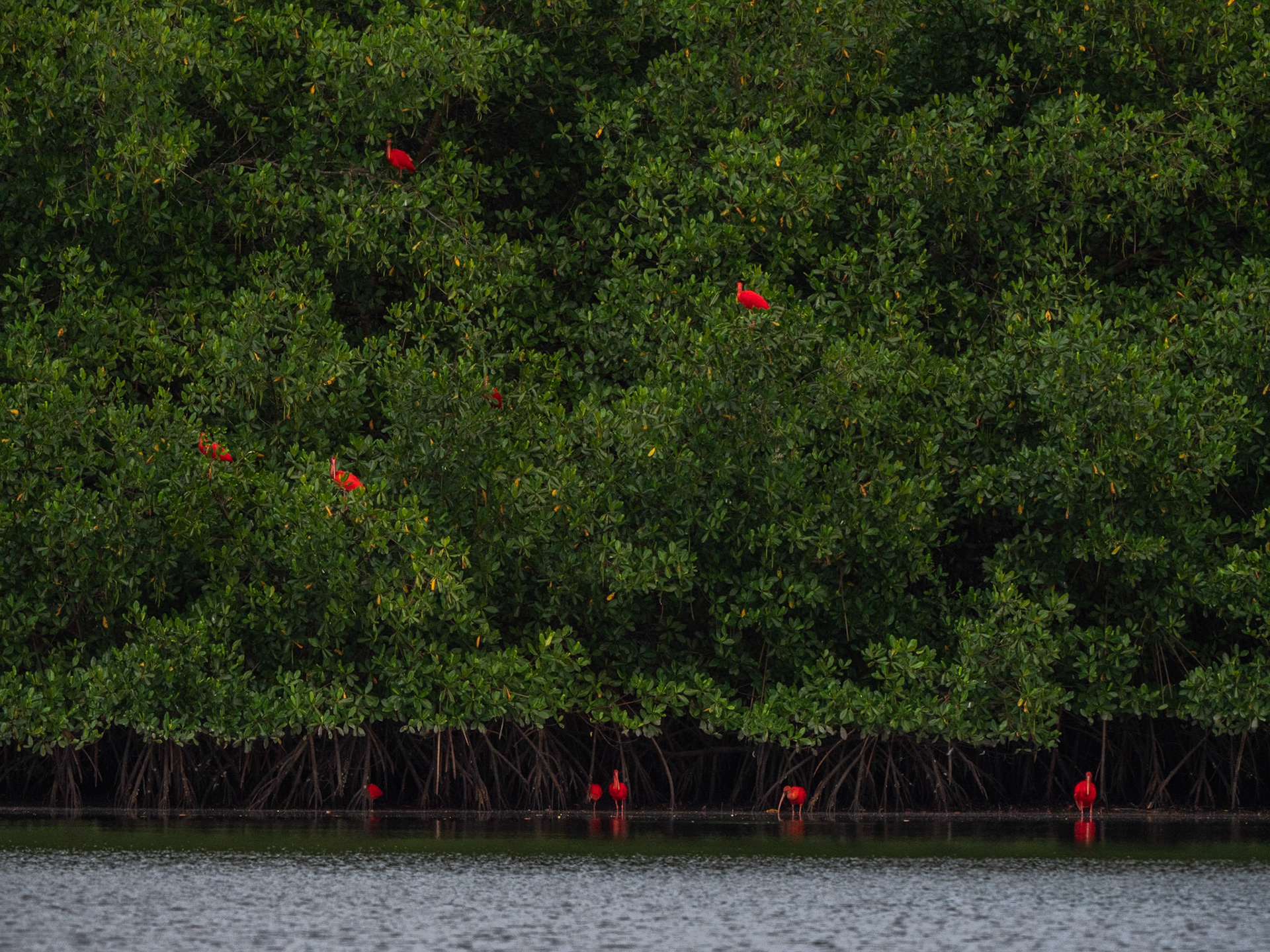P1054446 Caroni Bird Santuary