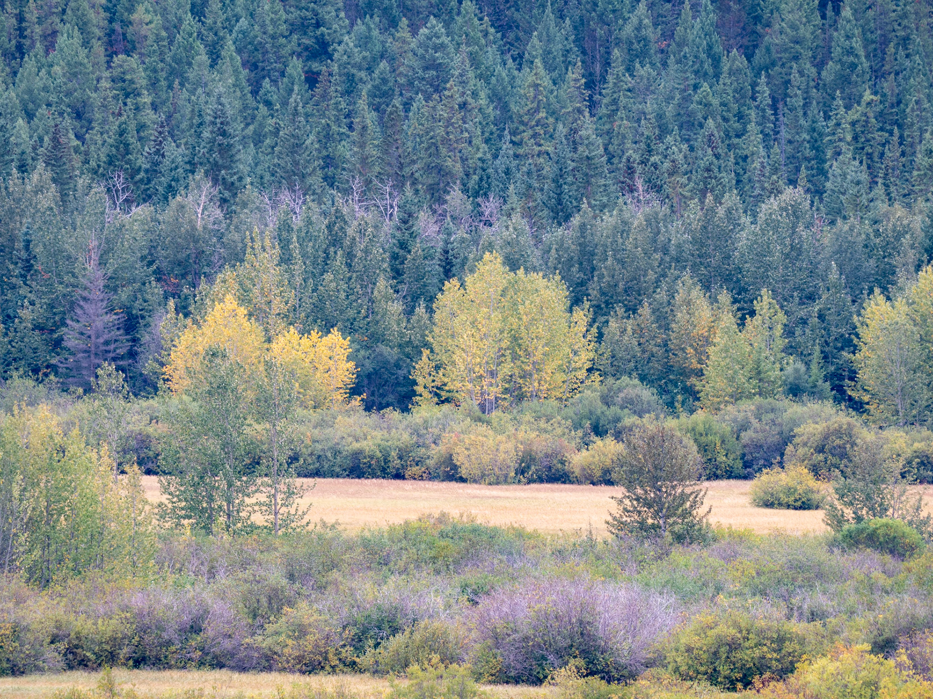 Baker Creek Bow Valley Parkway