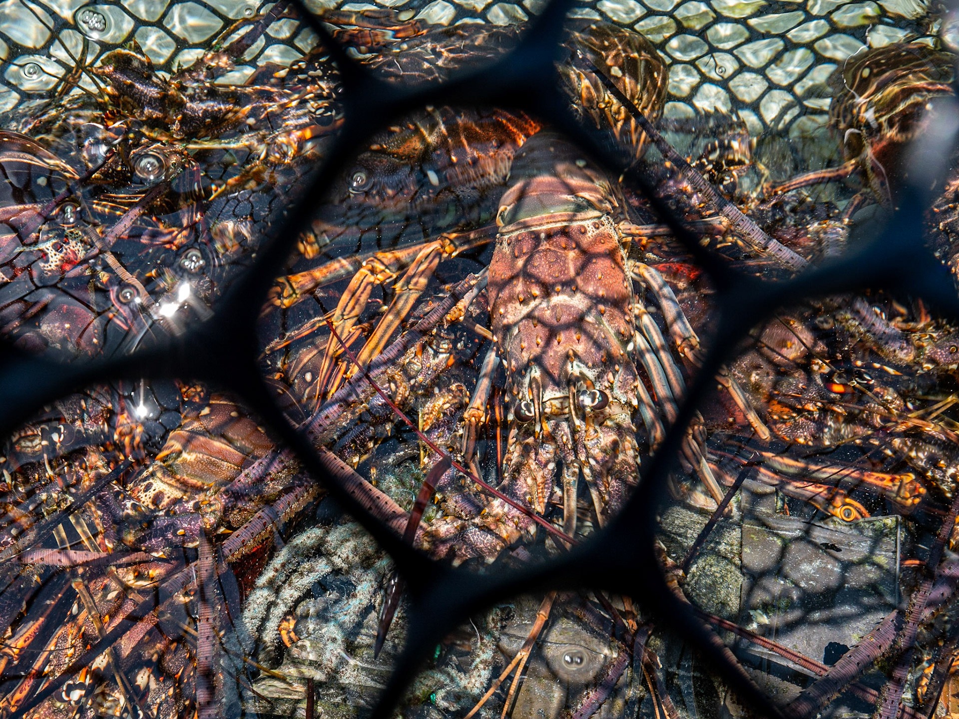 P1024997 Bocas del Drago - Caged Lobsters