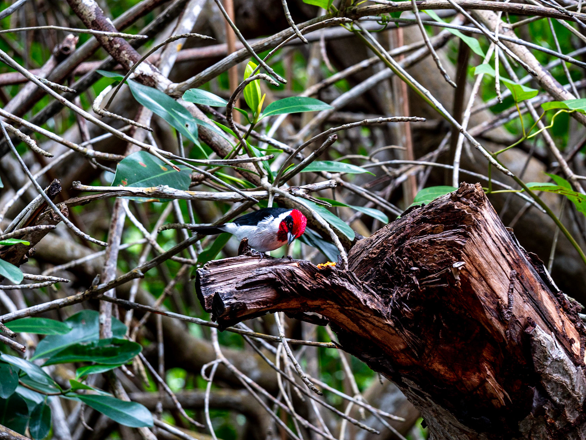 P1054294 Caroni Bird Santuary