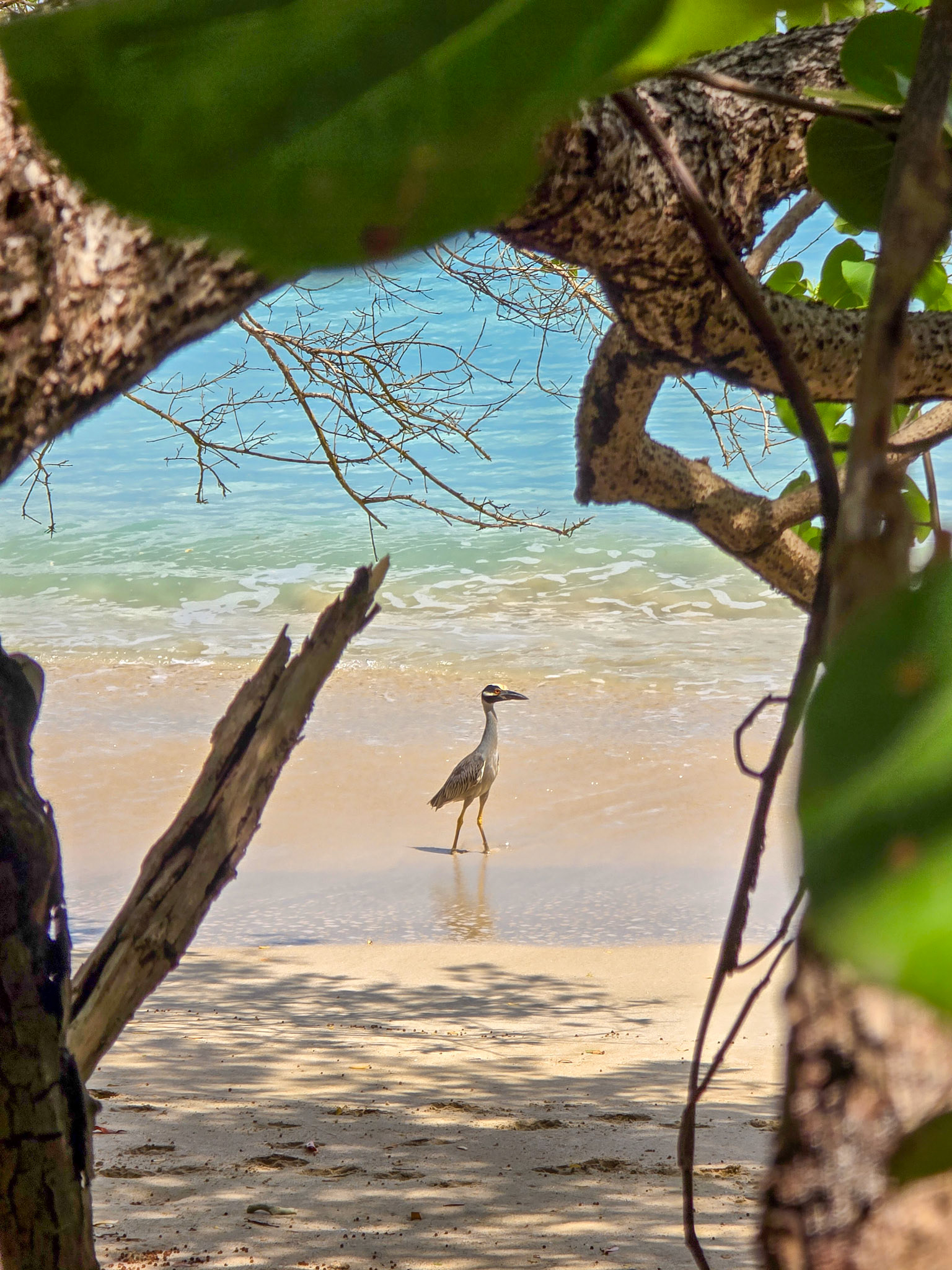 Buccoo Beach