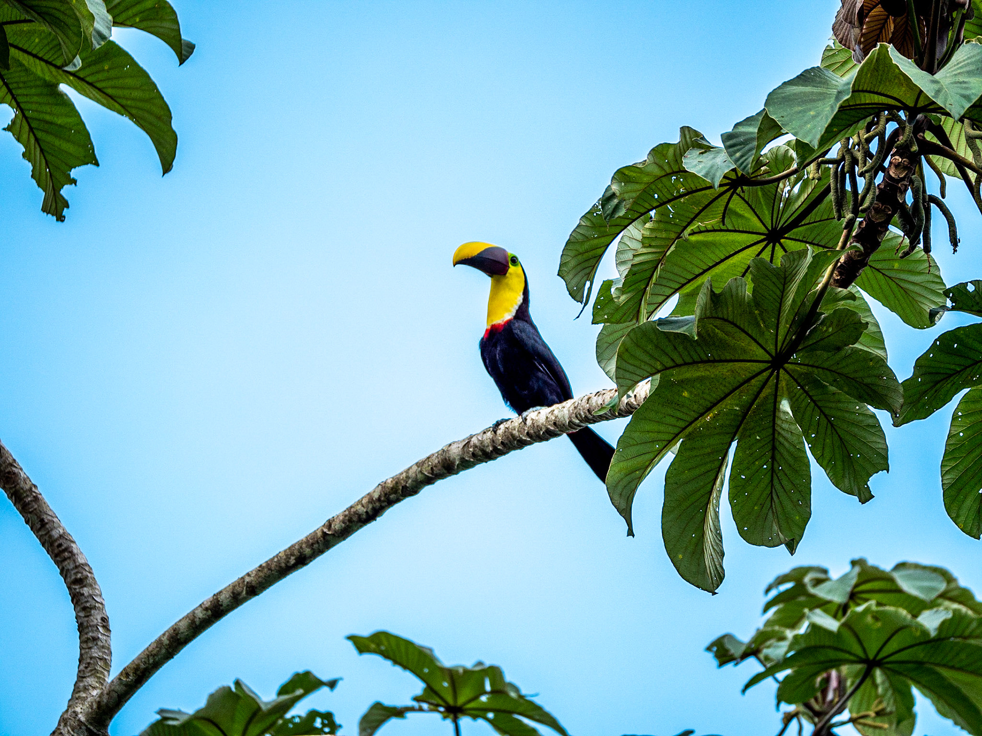 P1014533 Fortuna, San Carlos Maquenque - Toucan