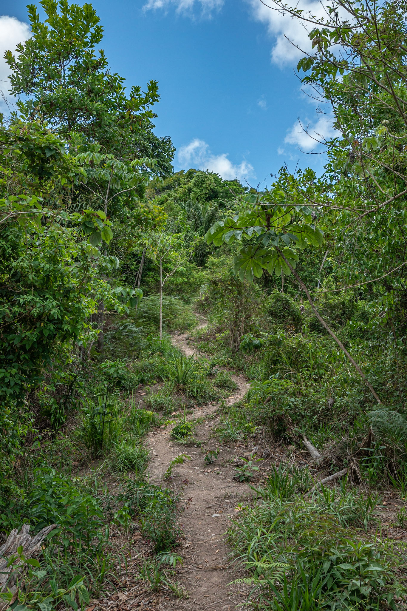 P1071446 The trail continues upwards into the forest of the northern range, exploration for another day