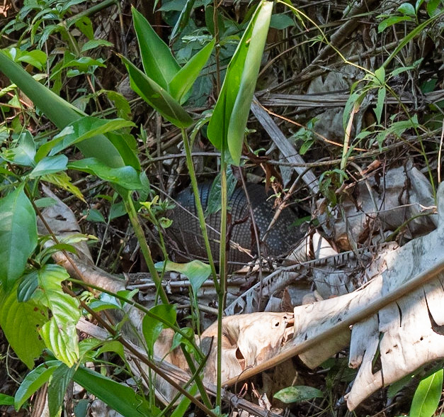 P1110231 Along the return path an Armadillo searching for a meal