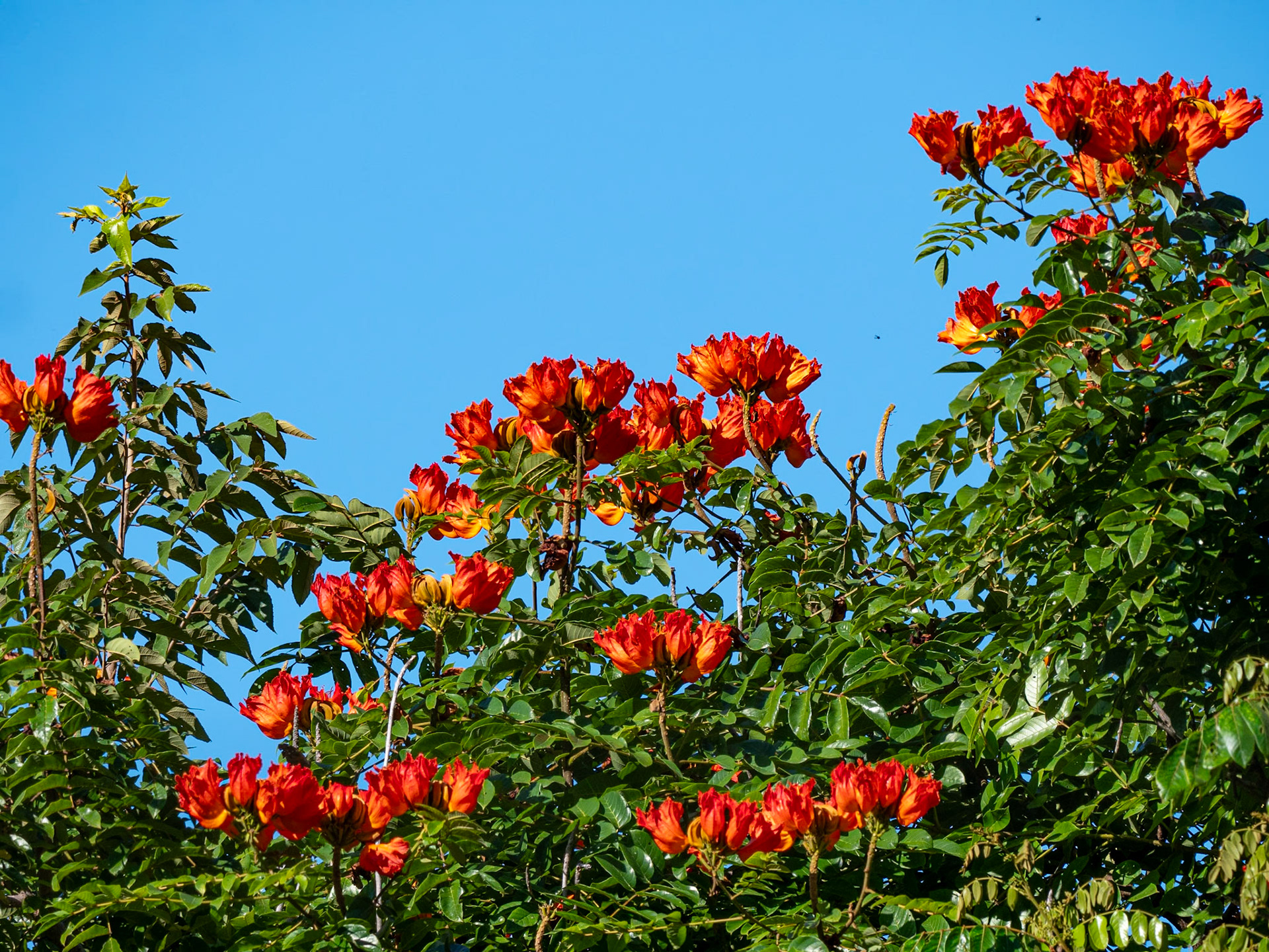 P1147227 A new day brightly red flowers greeted us at the hotel