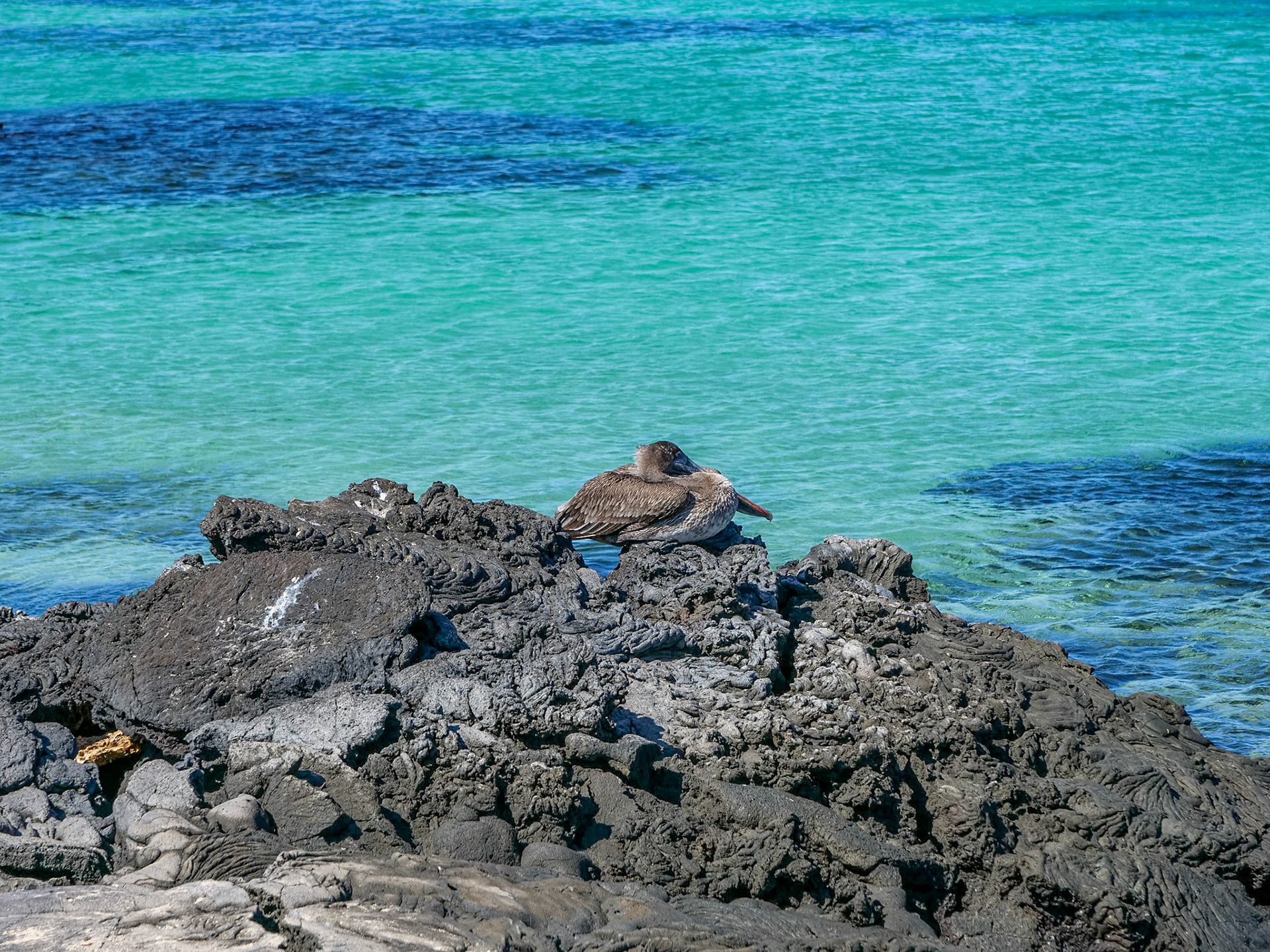 P1001736 Bartolomé Island Galapagos