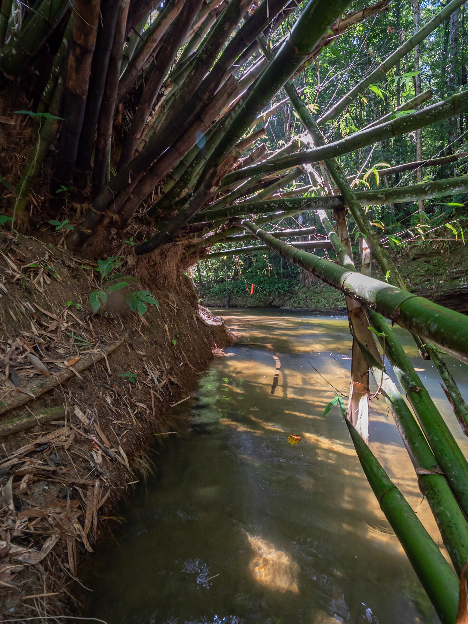 P1107998 Navigate the fallen bamboo