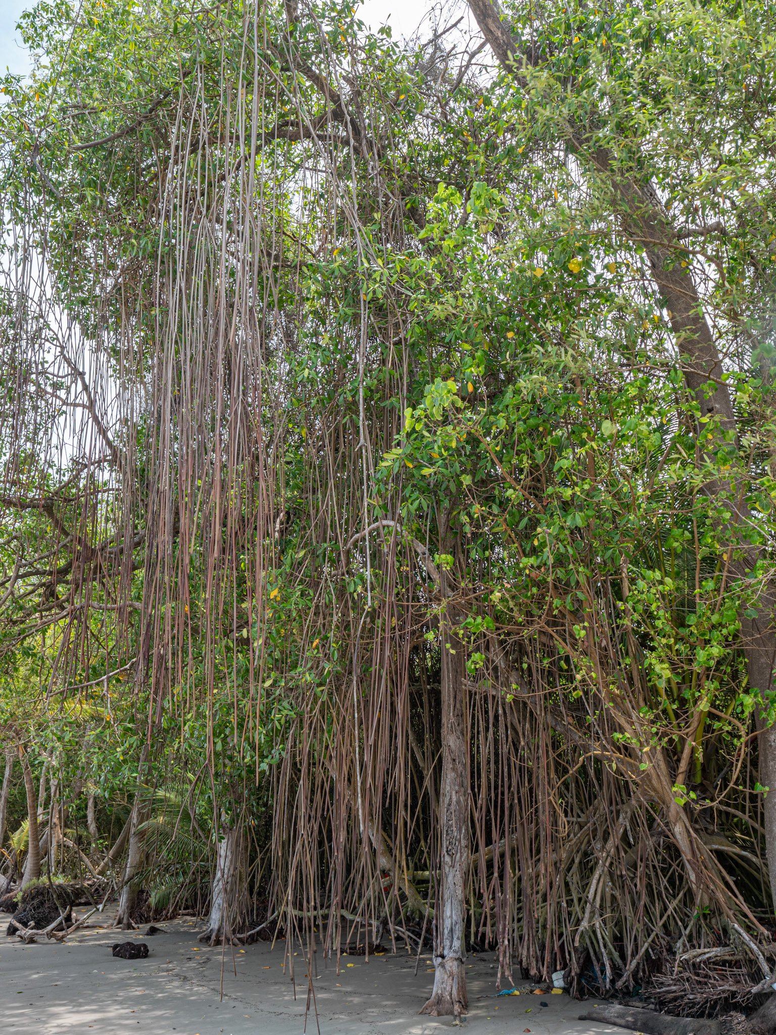 P1110497 The mangrove tree stands out