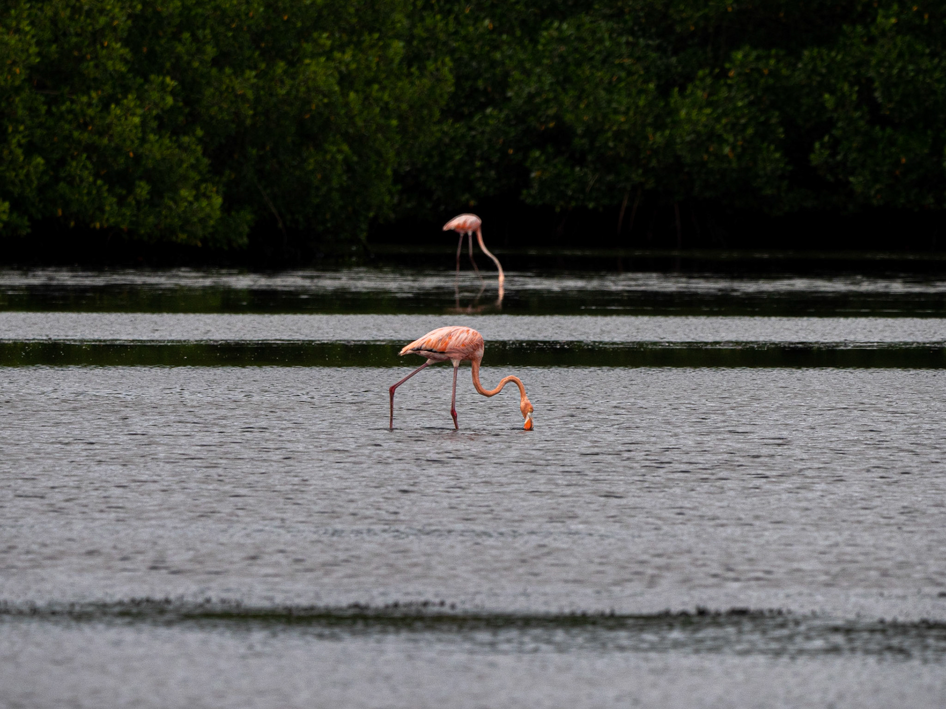 P1054431 Caroni Bird Santuary
