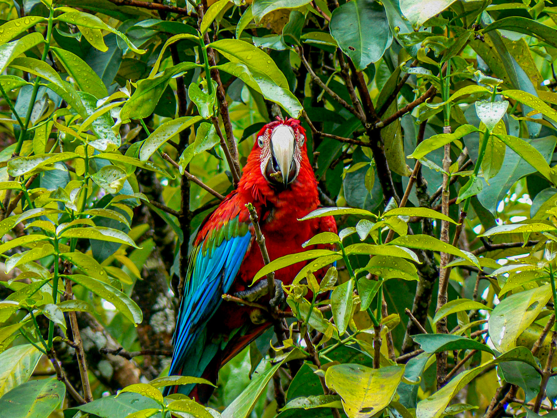 P1040821 Red and Blue Macaw
