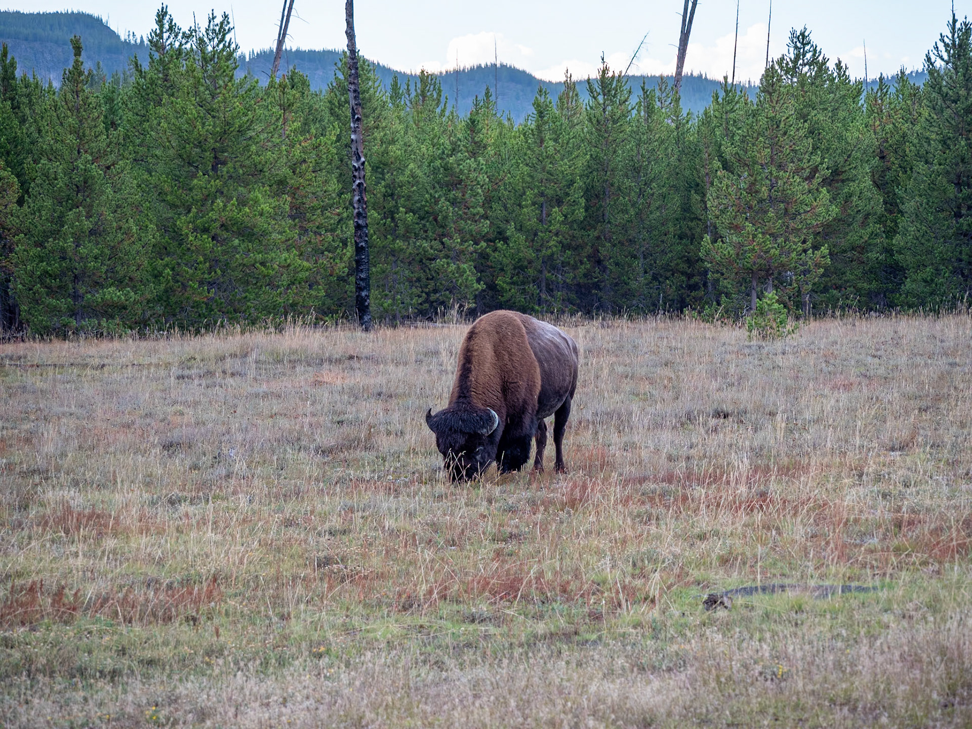 P1124332 Bison at Yellowstone National Park
