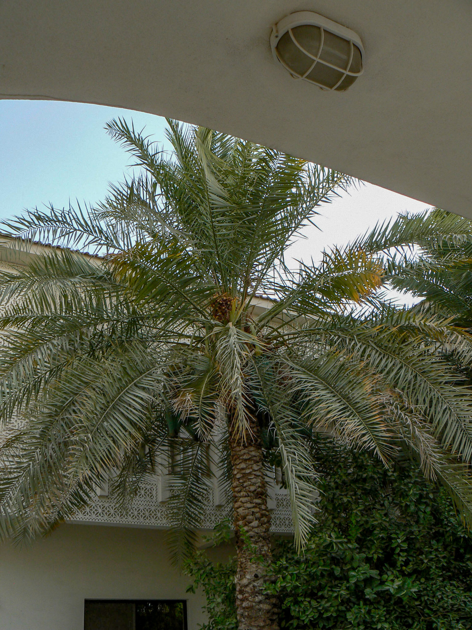 P1050398 Dates Tree