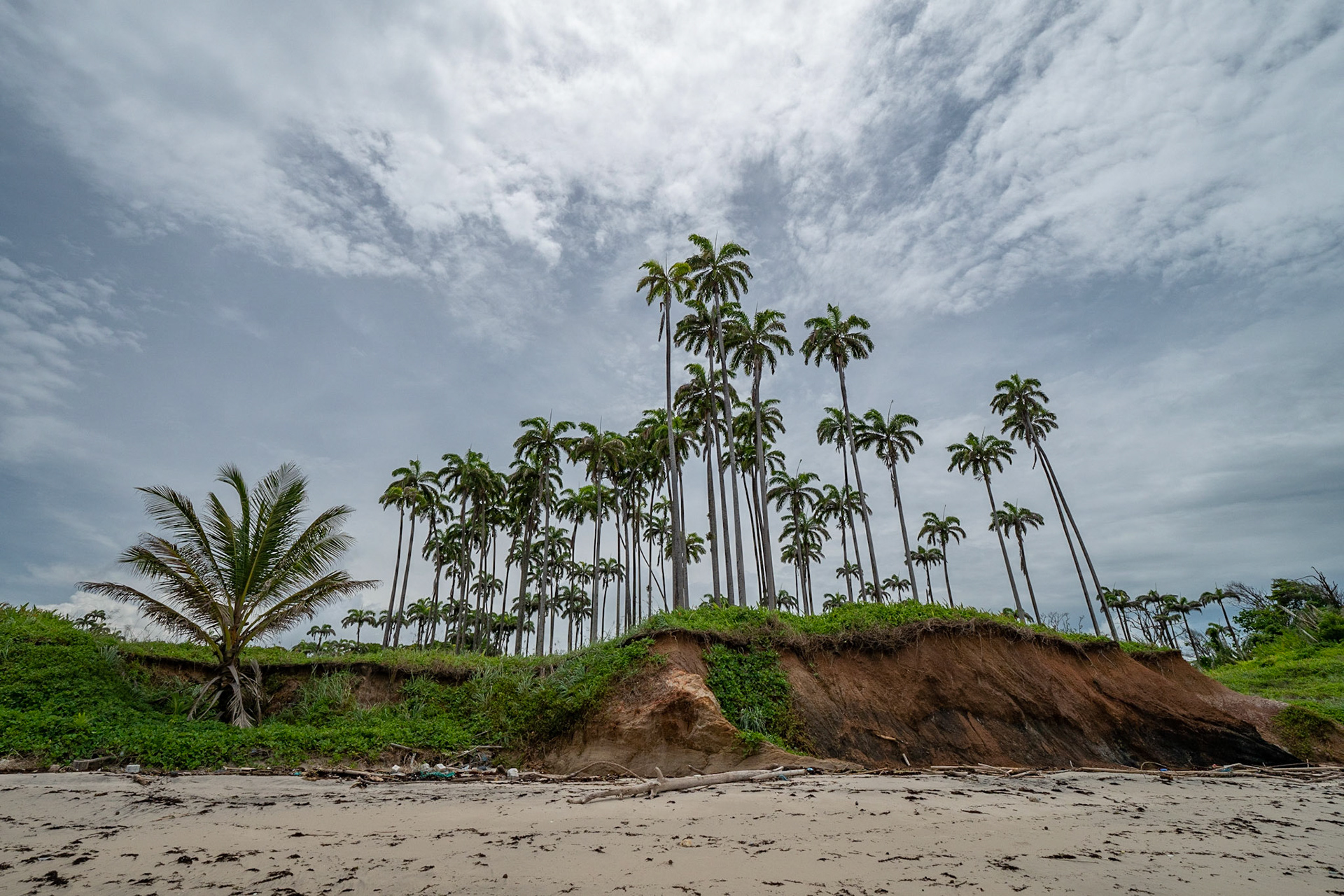 P1072506 Majestic palms