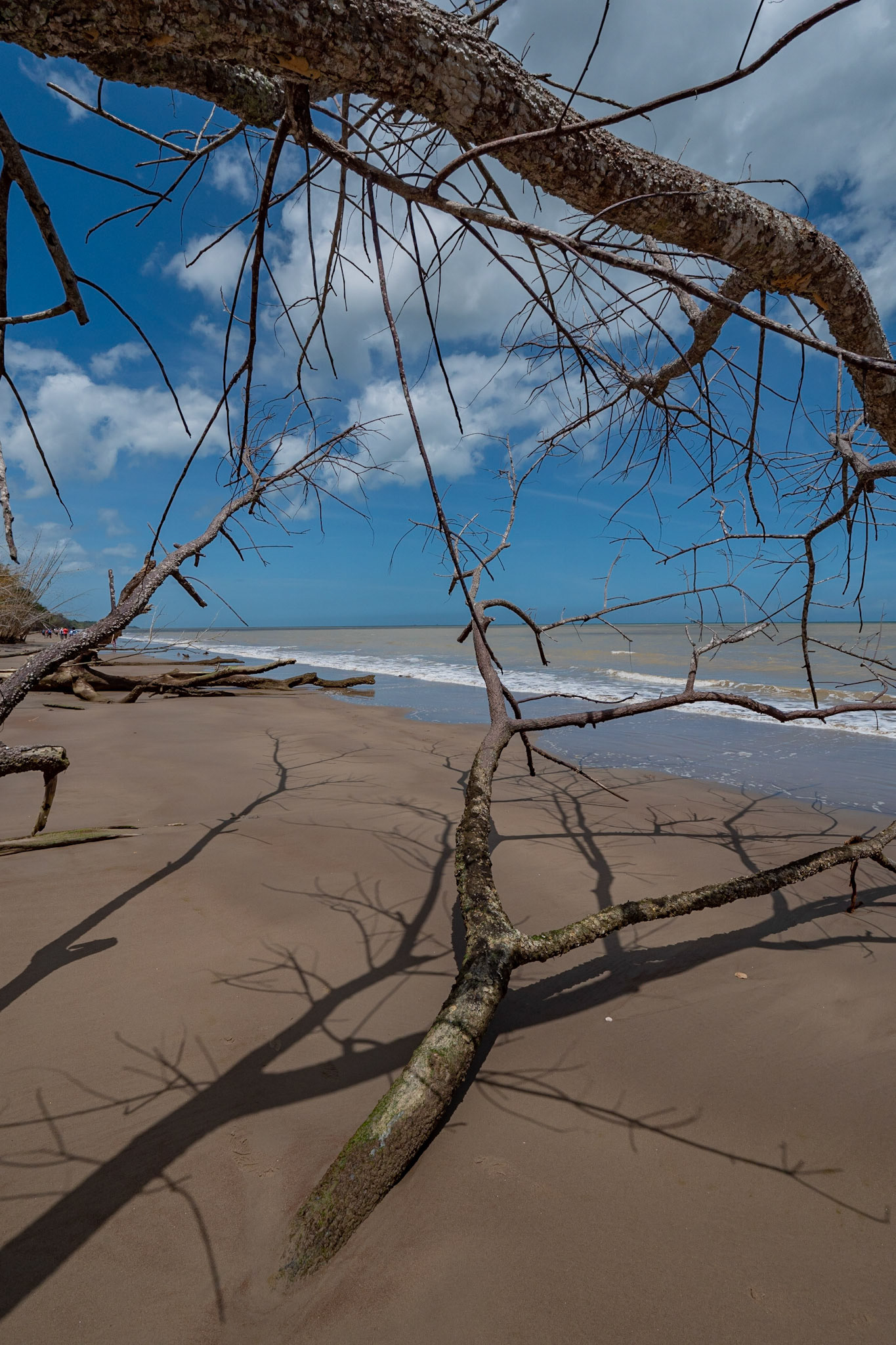 P1070213 Fallen trees along the beach front