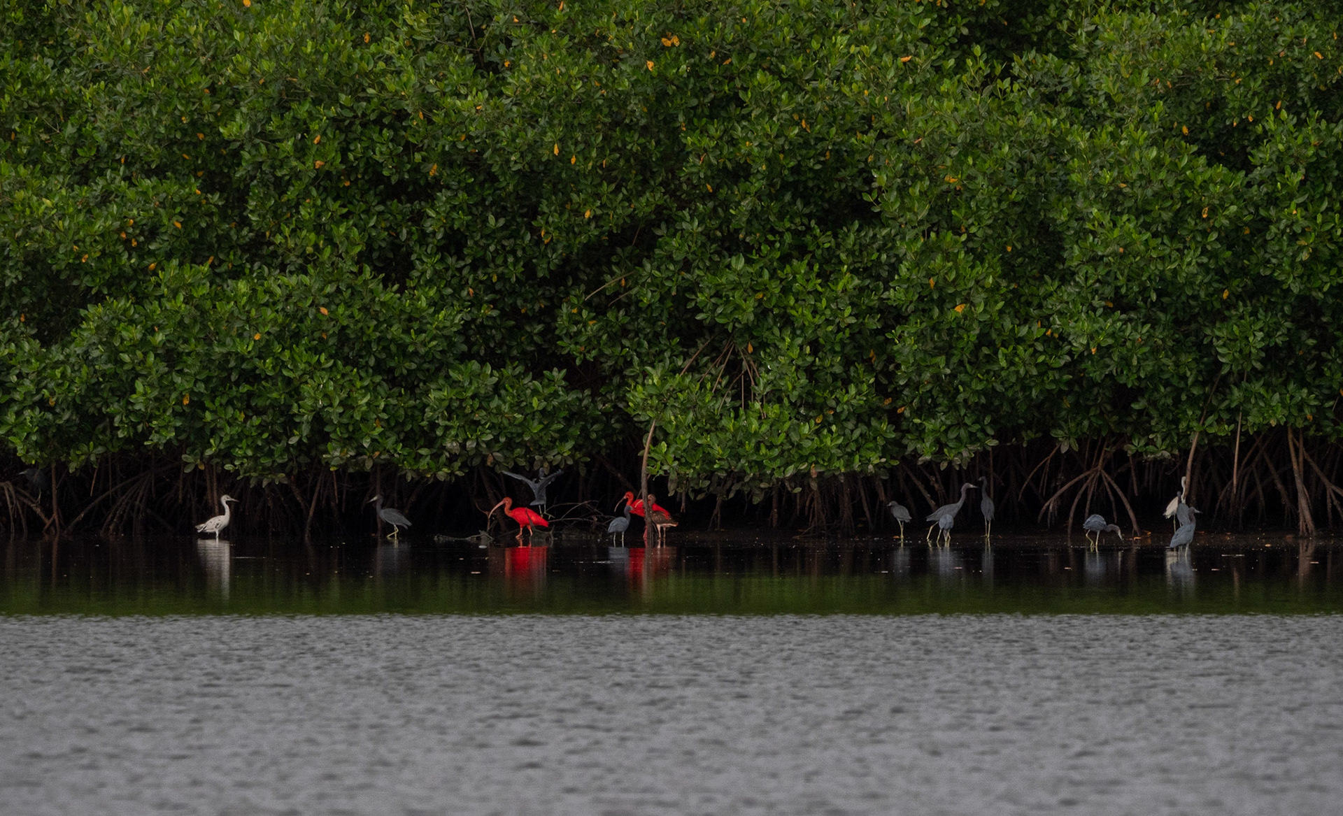 P1054451 Caroni Bird Santuary
