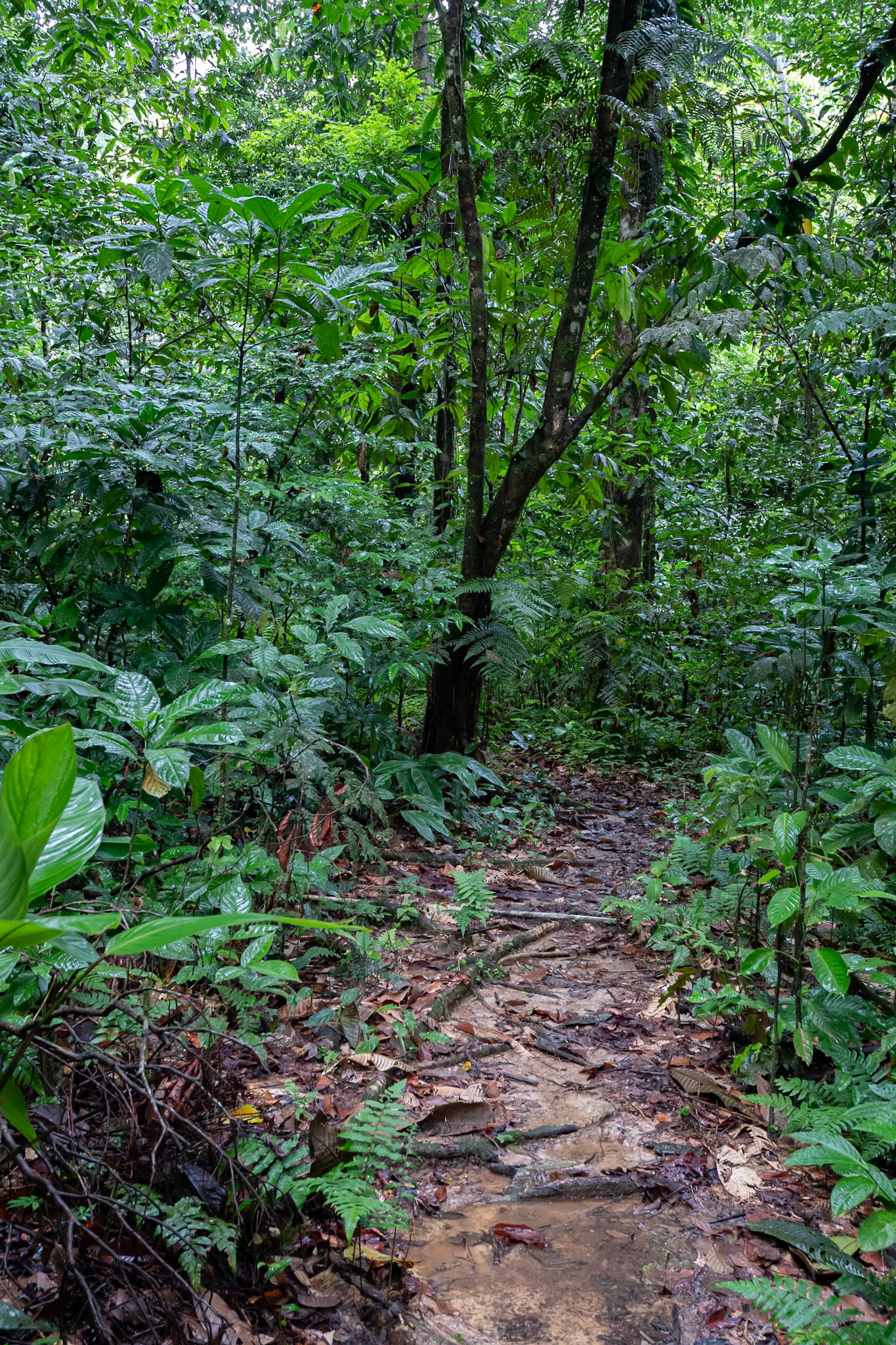 P1072524 A wet trail through the forest