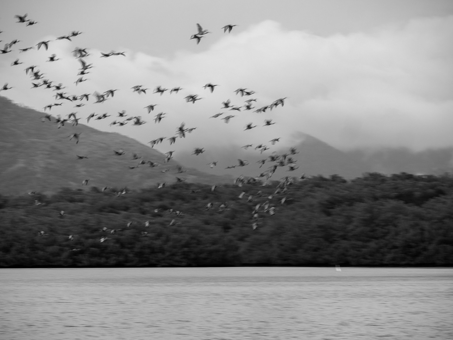 P1054699 Caroni Bird Santuary