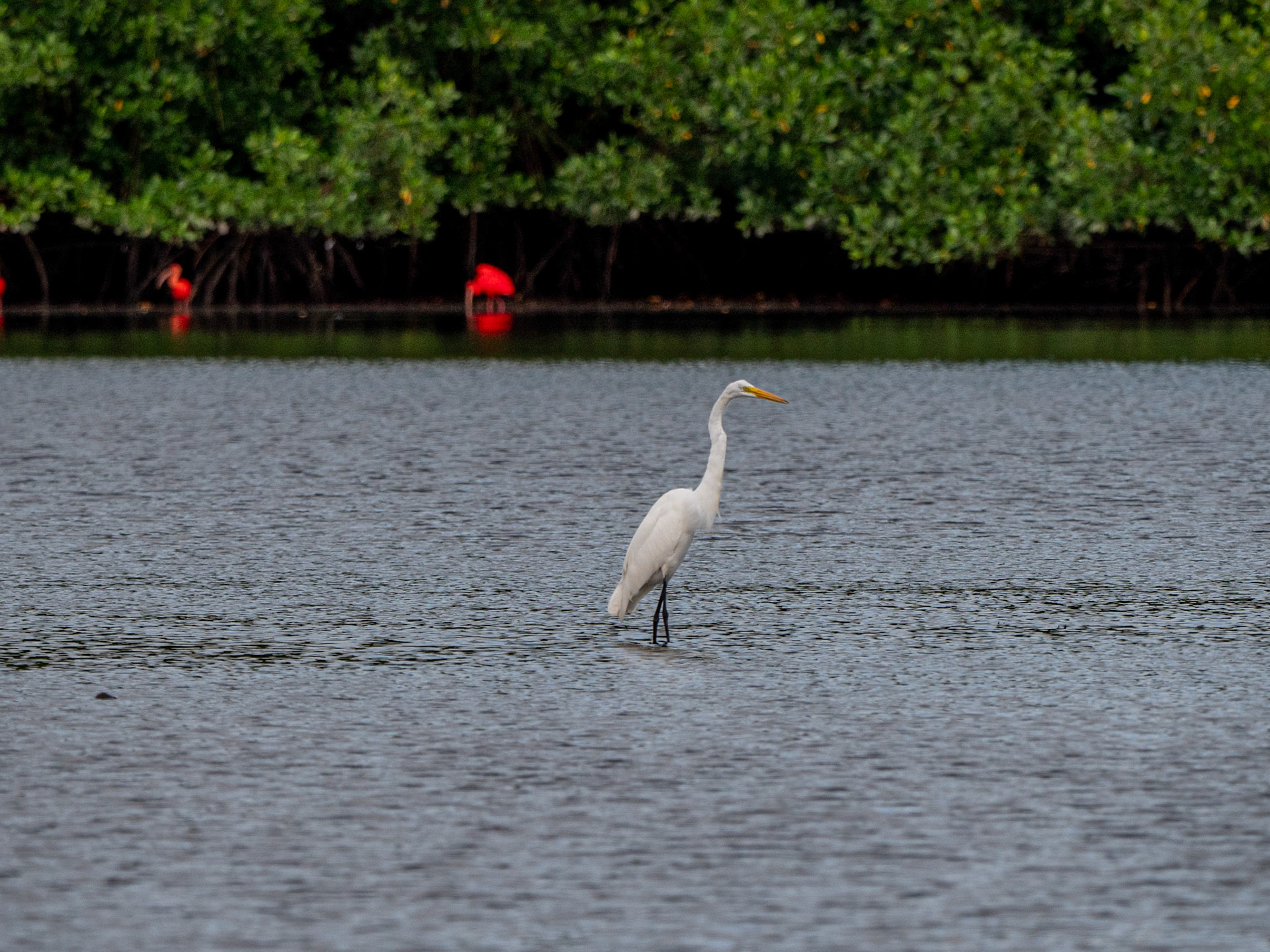 P1054441 Caroni Bird Santuary