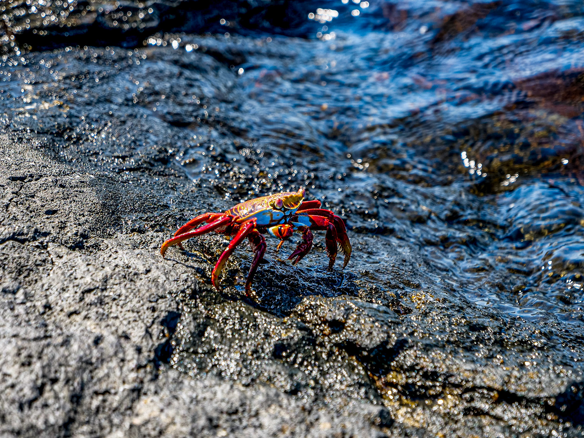 P1001685 Bartolomé Island Galapagos