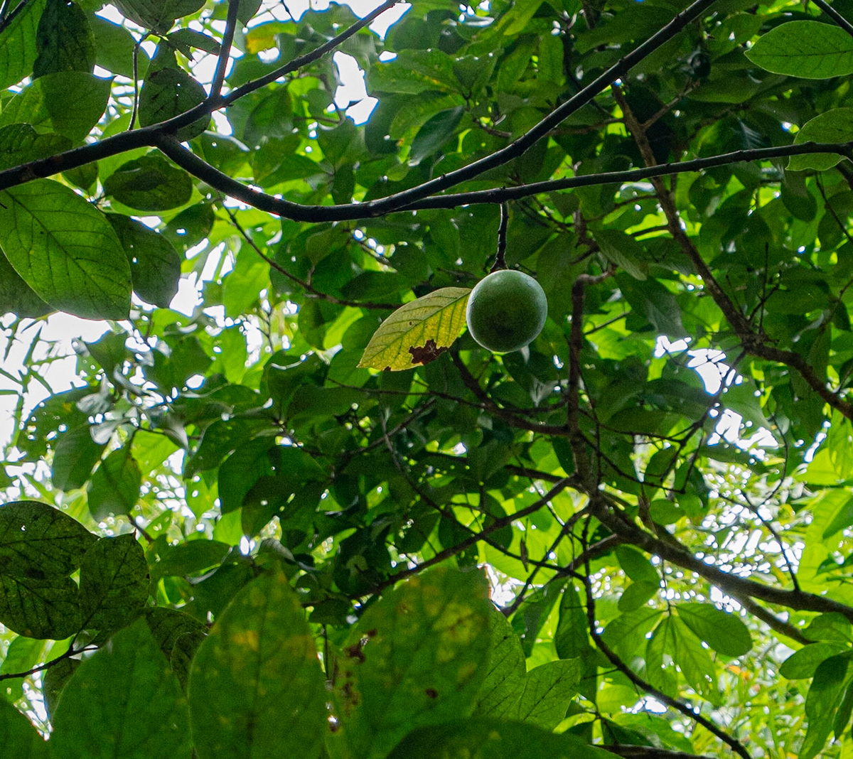 P1106825 Unusual hard shell fruit