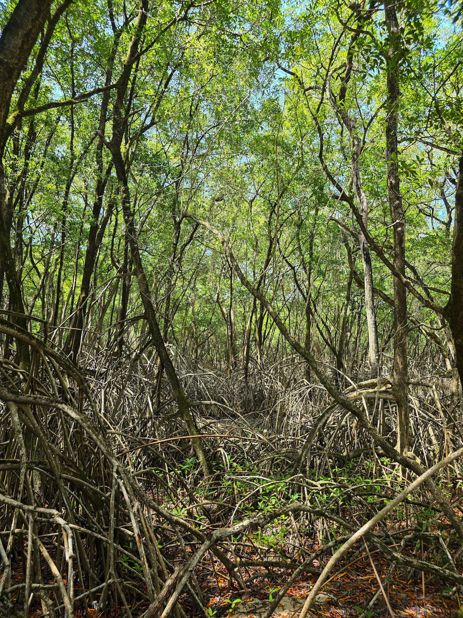 Mangrove on the way to No Man's Land