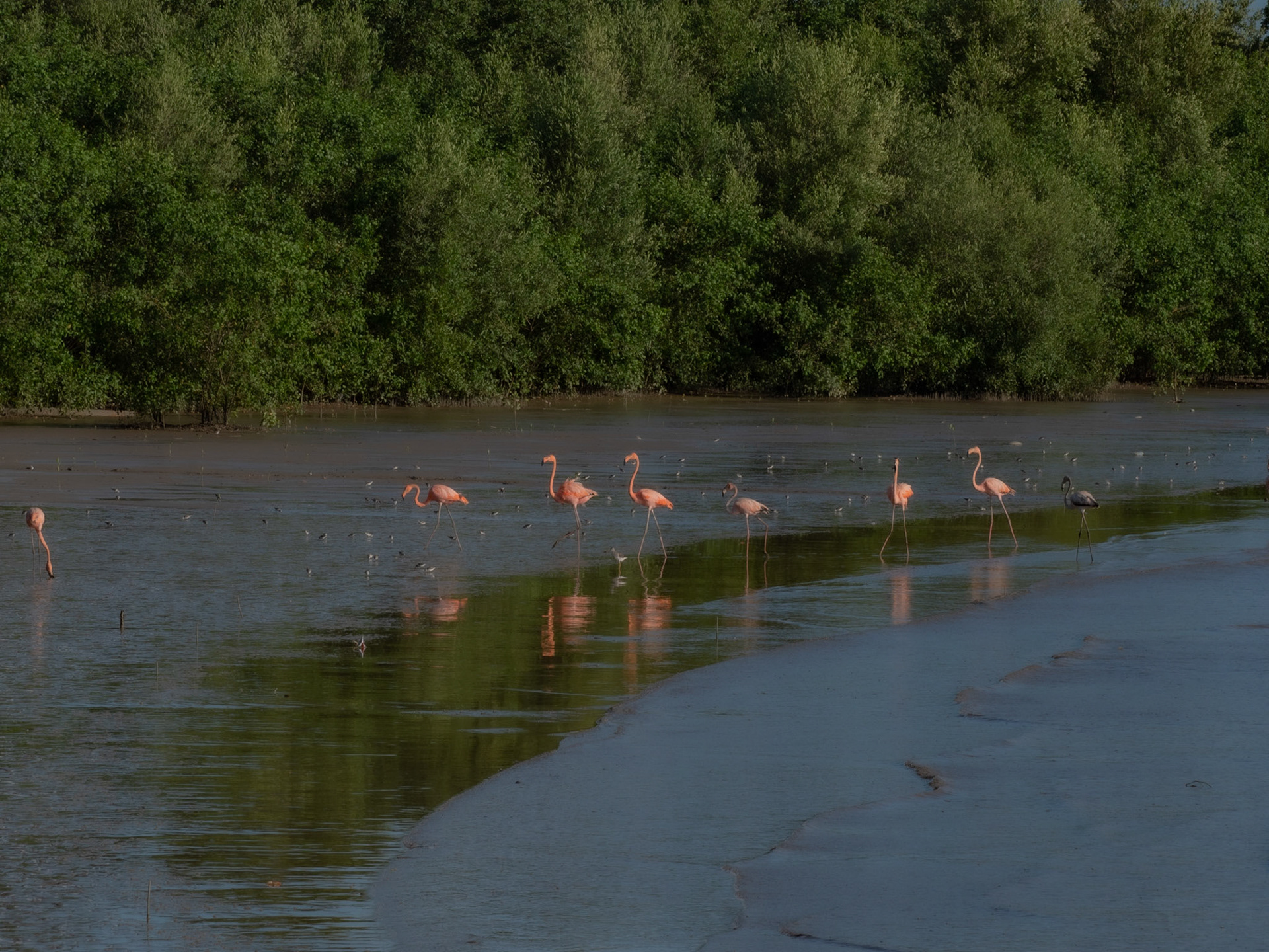 P1067294 Flamingos feeding