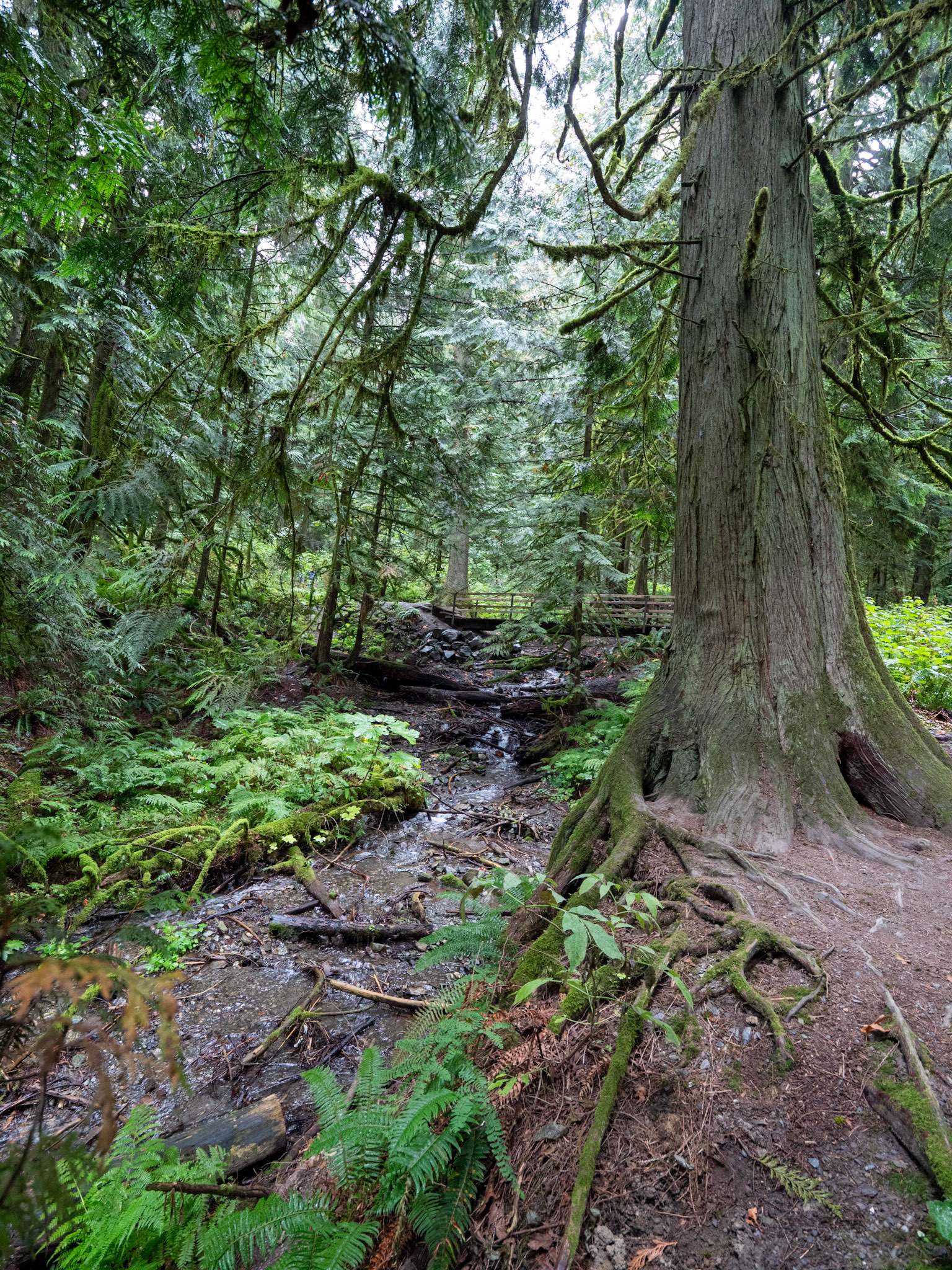 Bridal Falls Forest