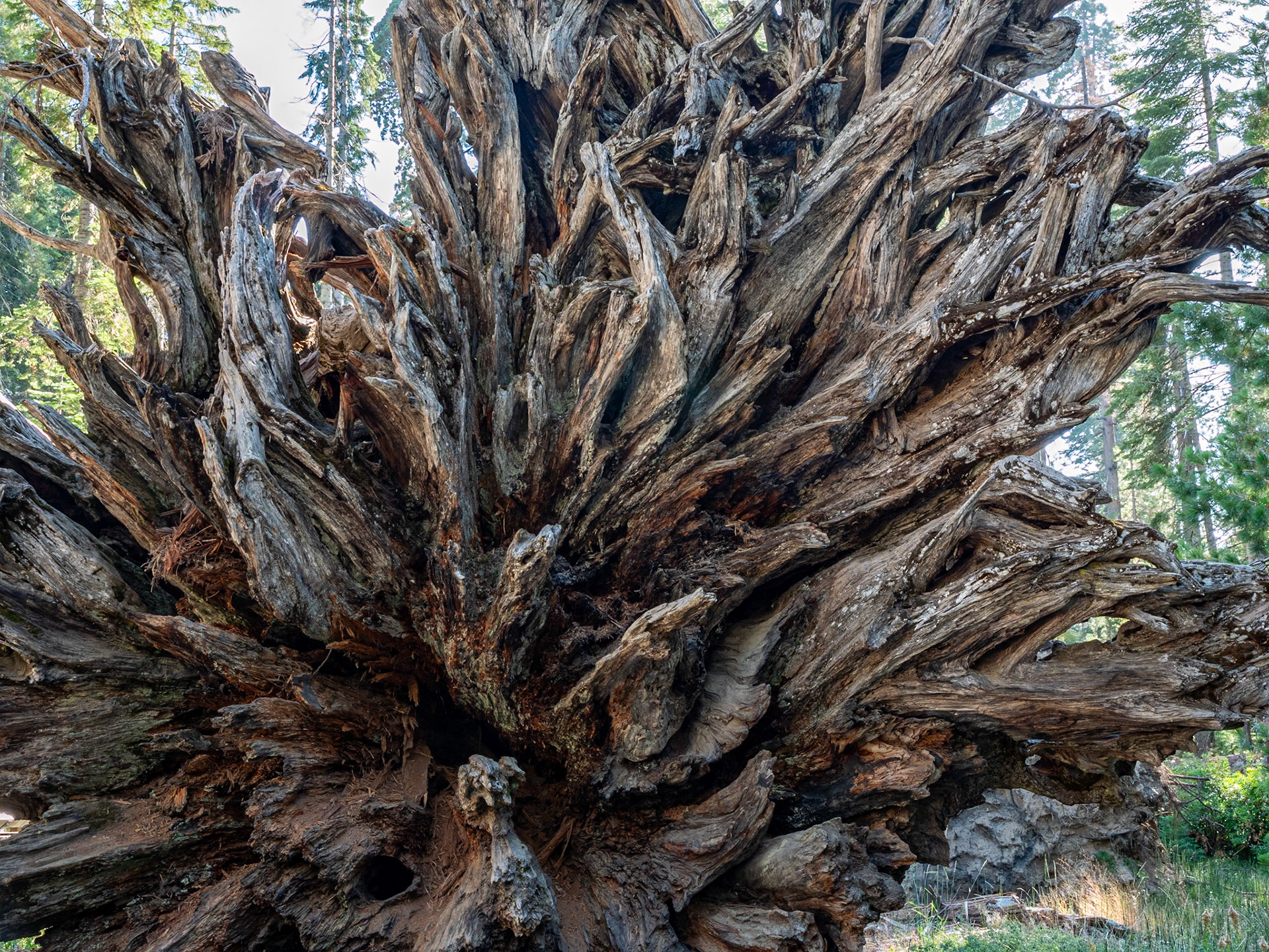 P1135515 Roots of fallen Redwood tree