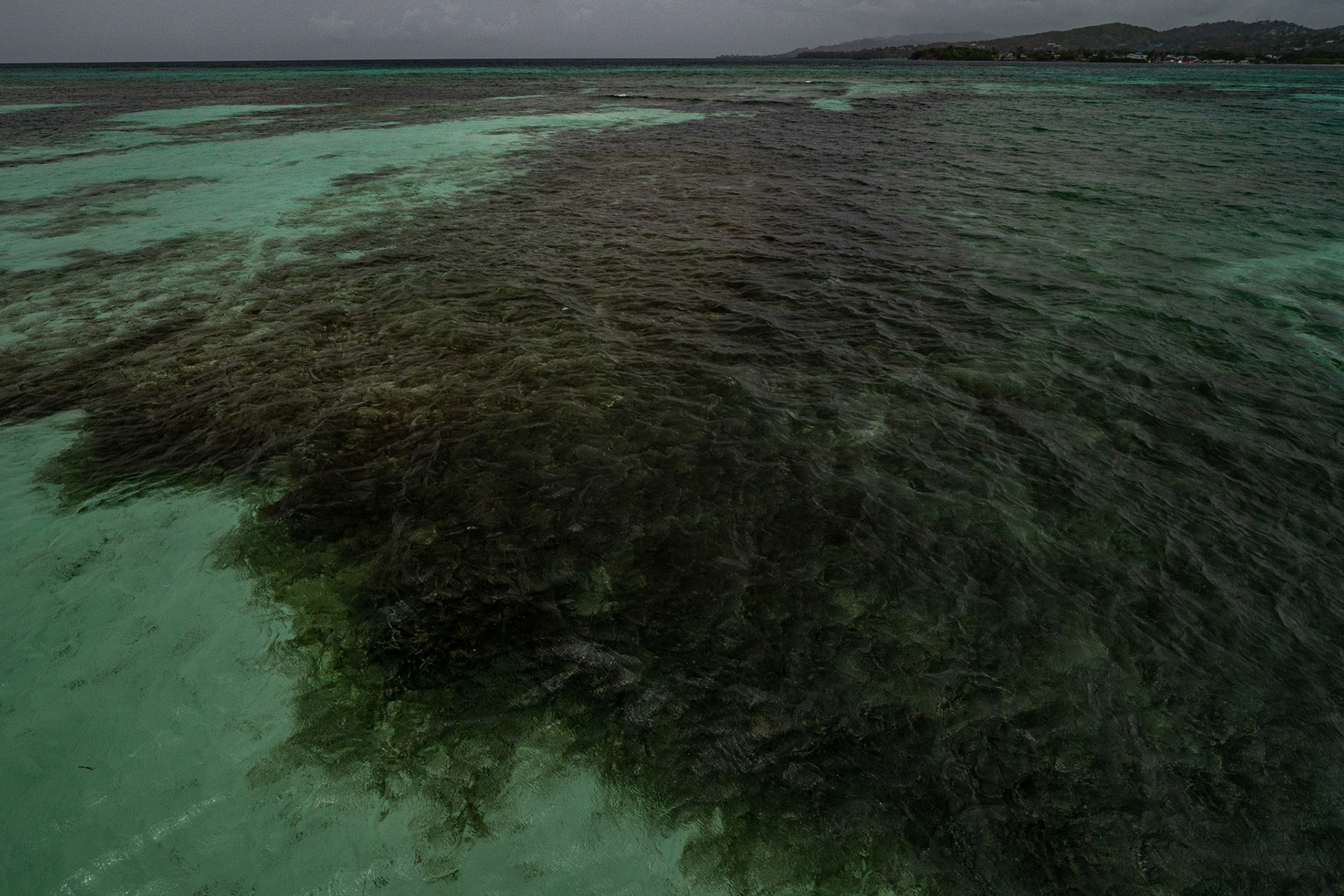 P1071351 Dark seaweed in the water