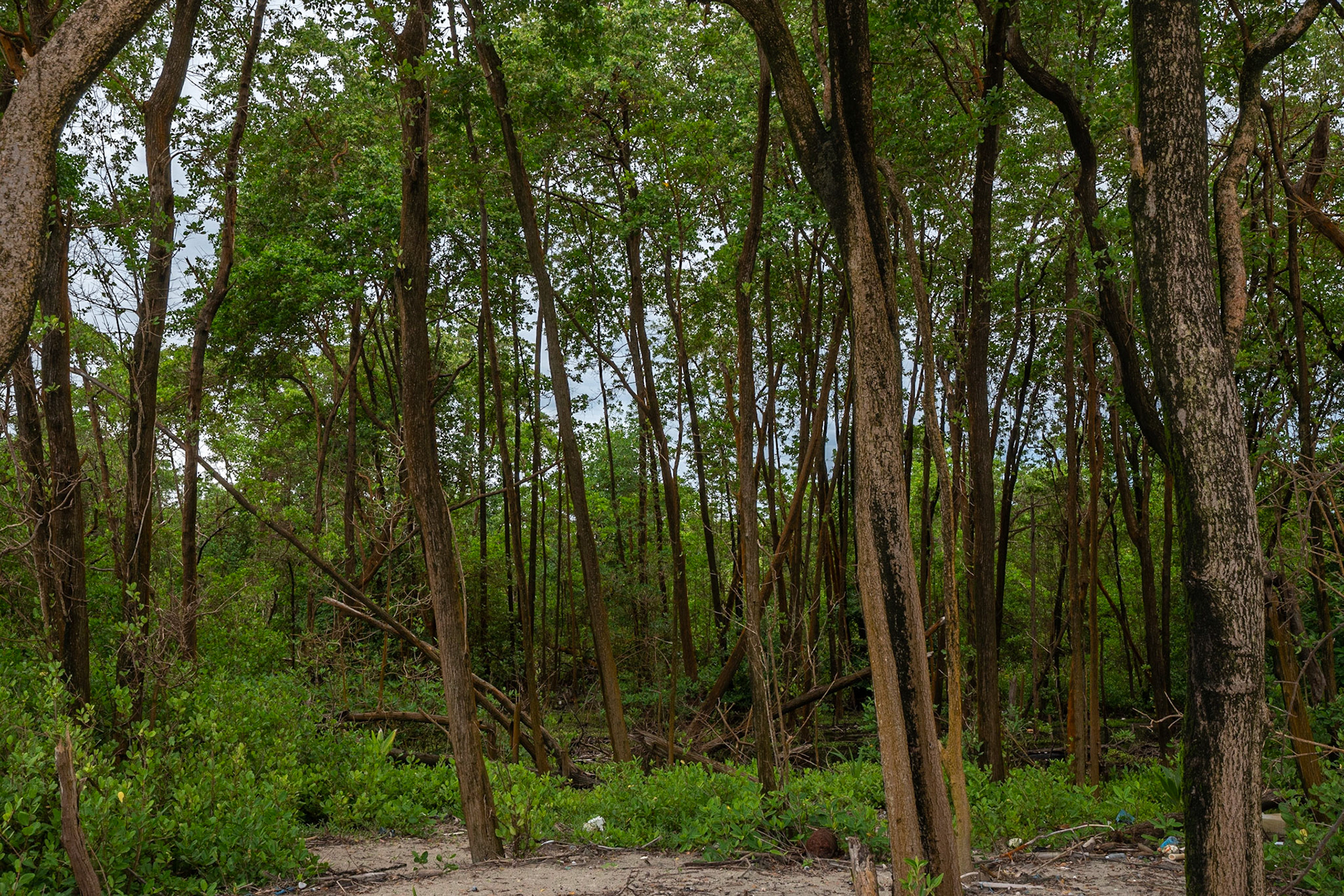P1072454 Forested area