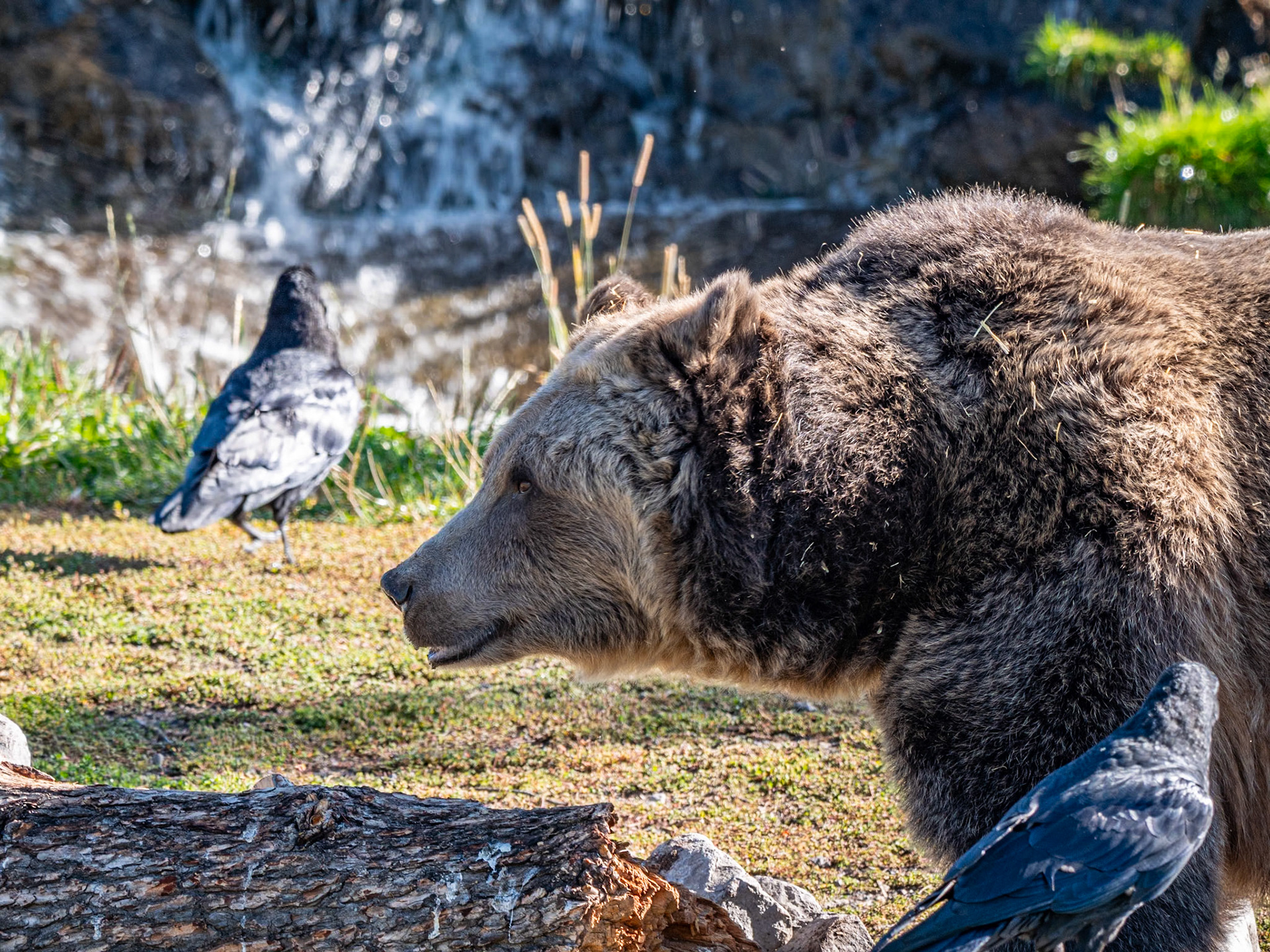 P1134834 Bear at an animal reserve
