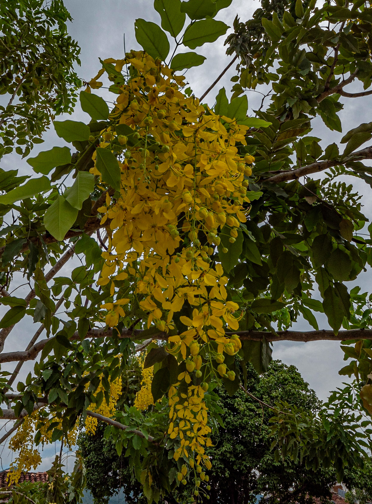 P1122661 Local flowers