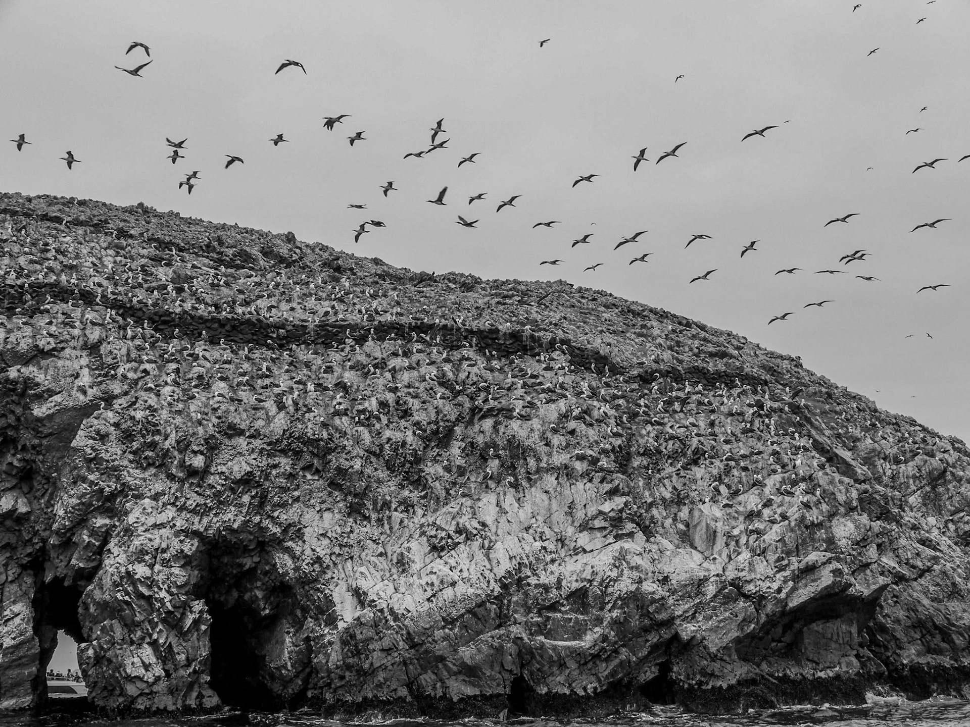 P1090579 Ballestas Islands