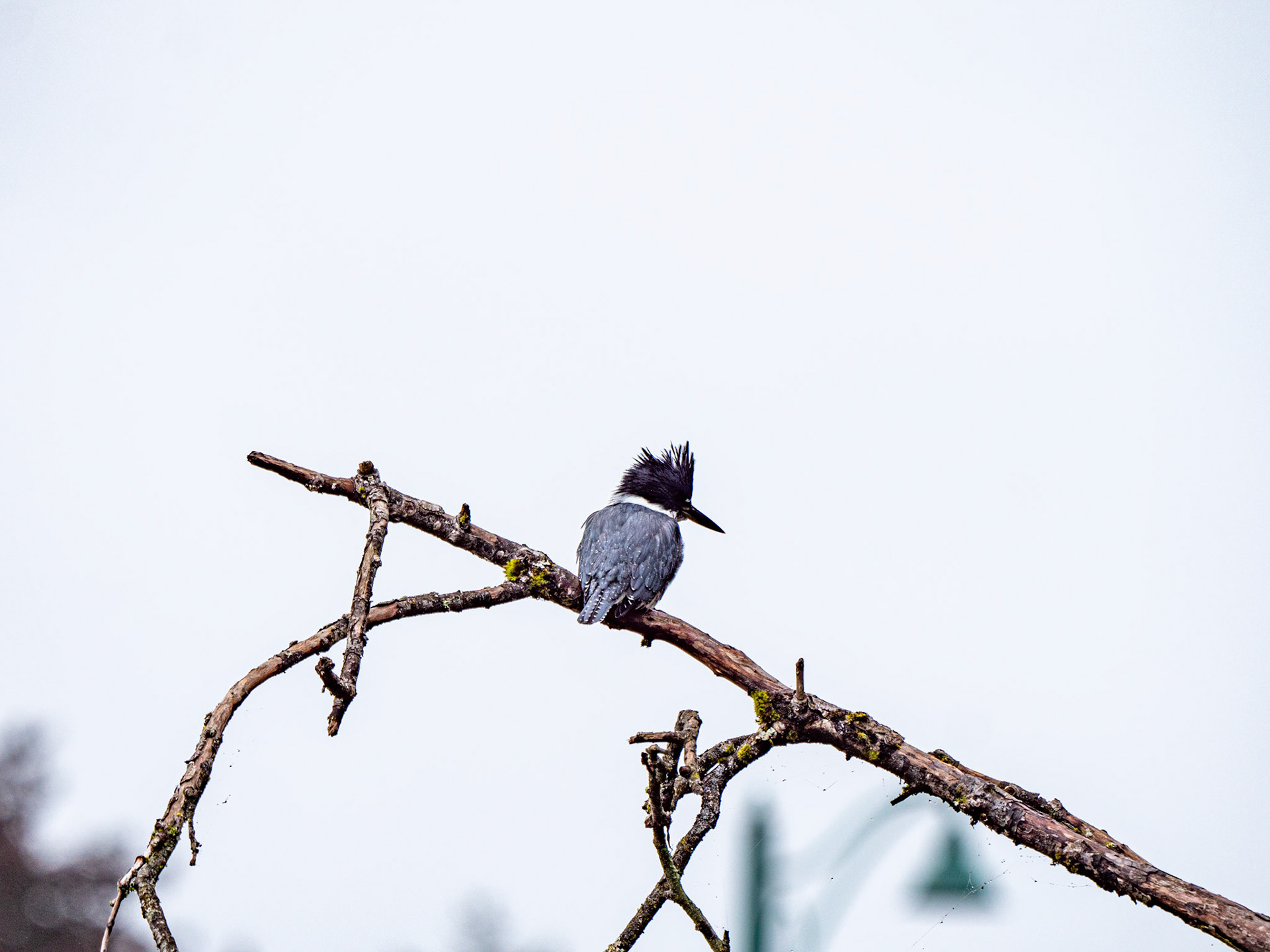 Bird relaxing at the Lost Lagoon Stanley Park