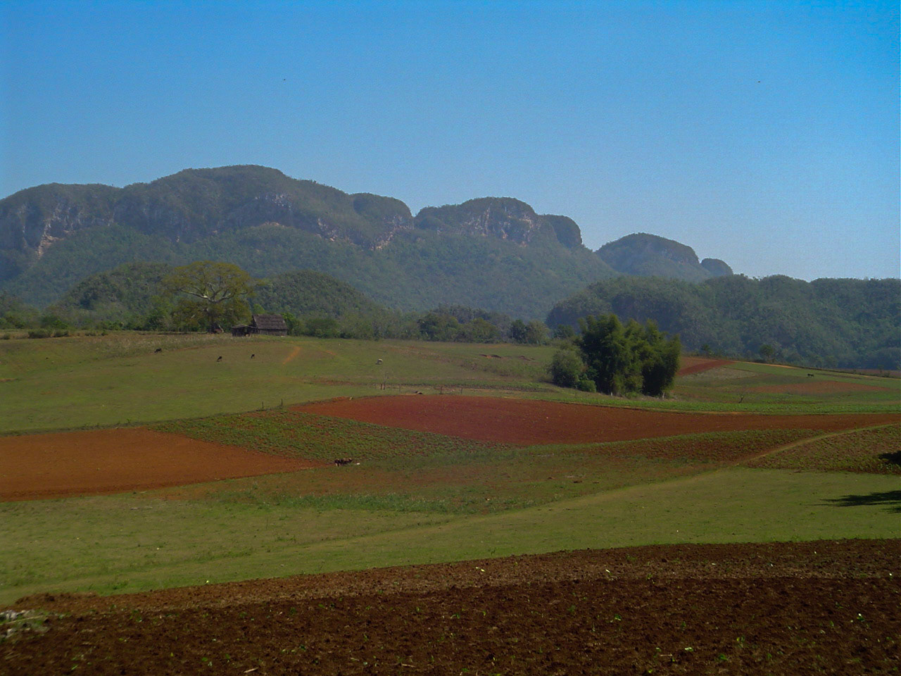DSC01698 Tobacco Plantation