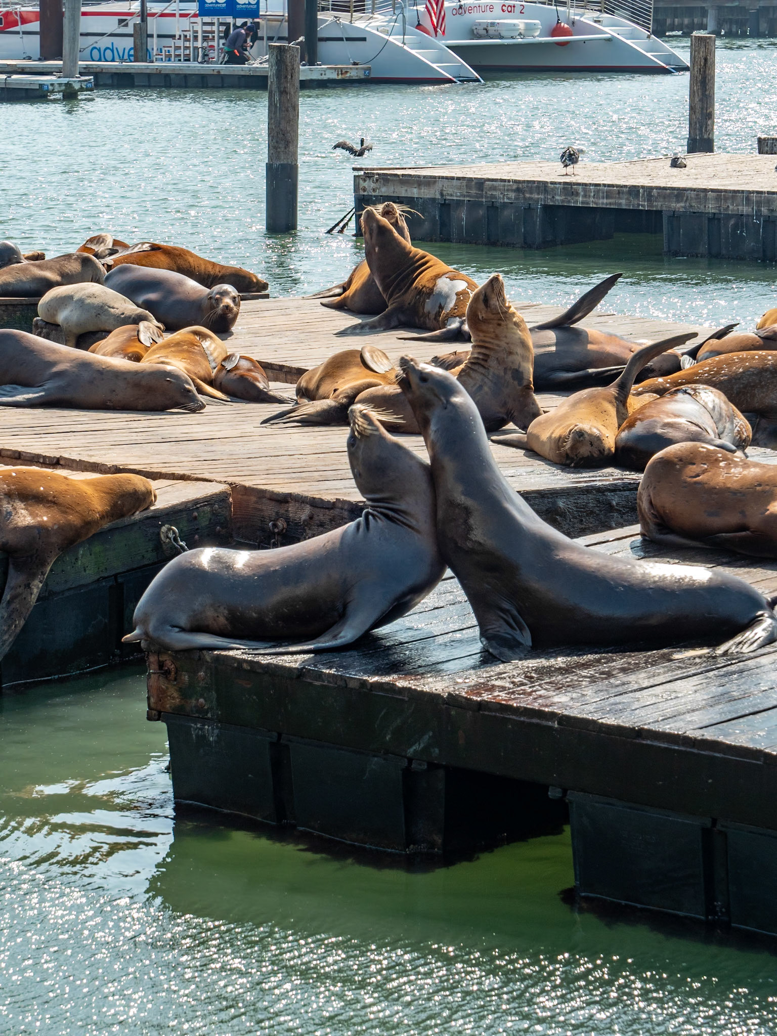 P1145722 Scenes from San Francisco, Sea Lions