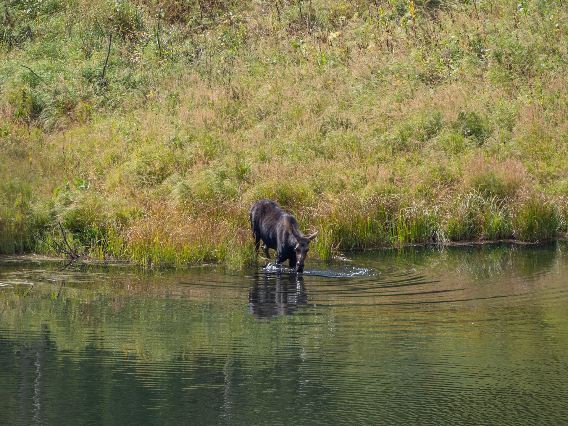 P1124006 Moose at Grand Teton National Park