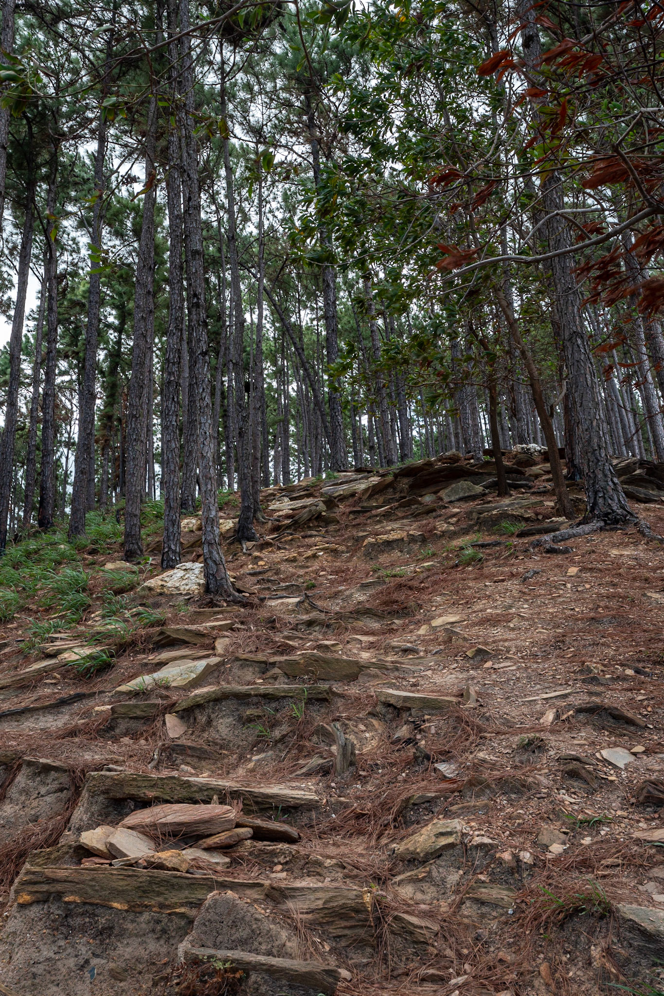 P1071420 The climb through the 'Pines' begins