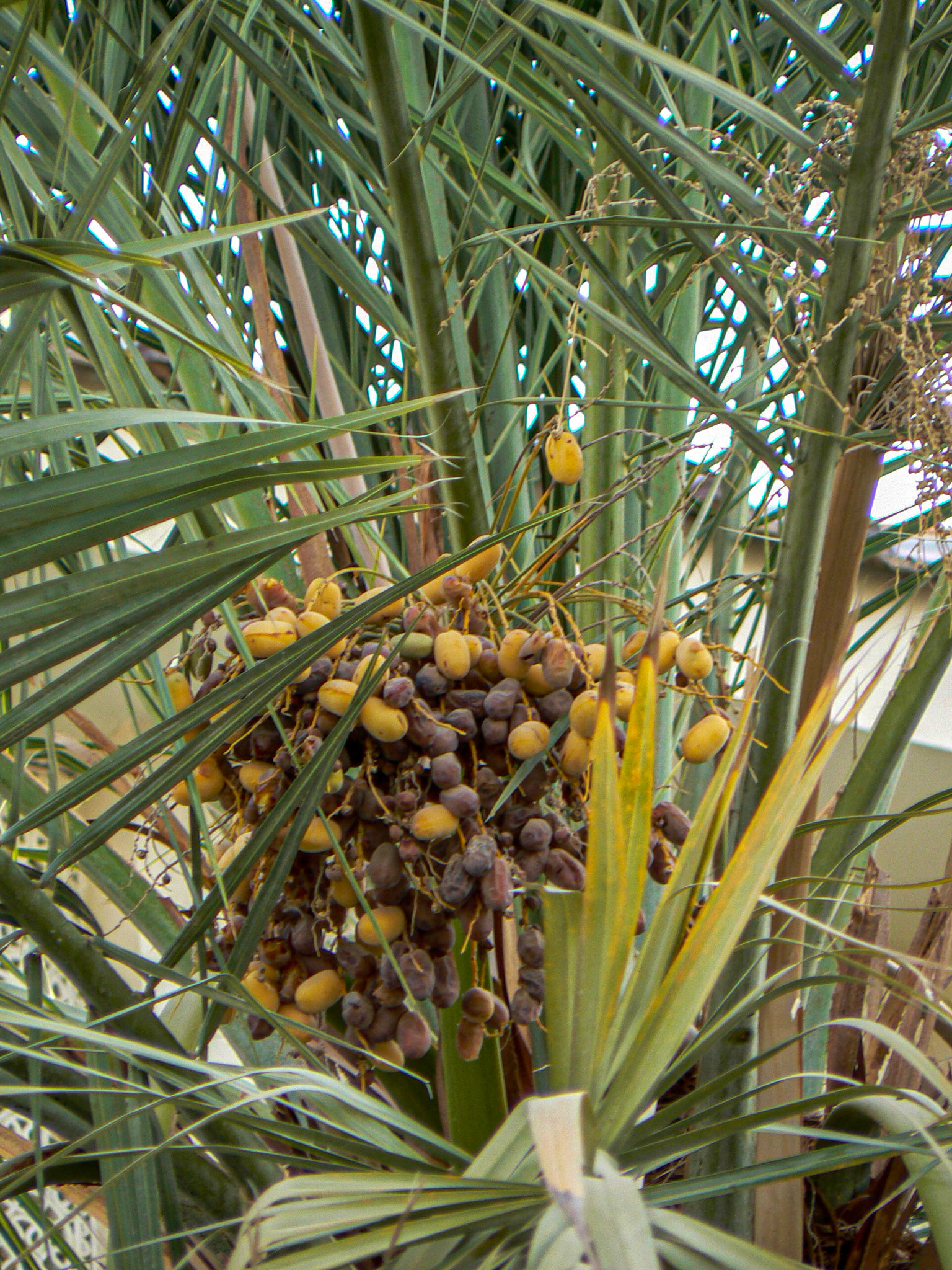 P1050399 Dates