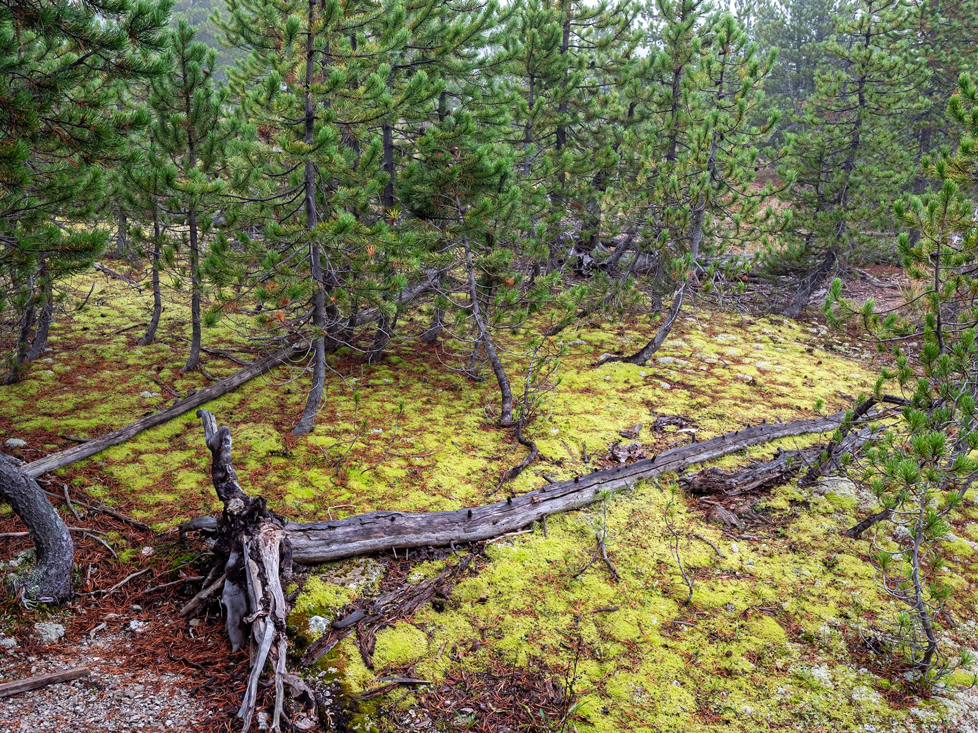 P1124433 Yellowstone National Park