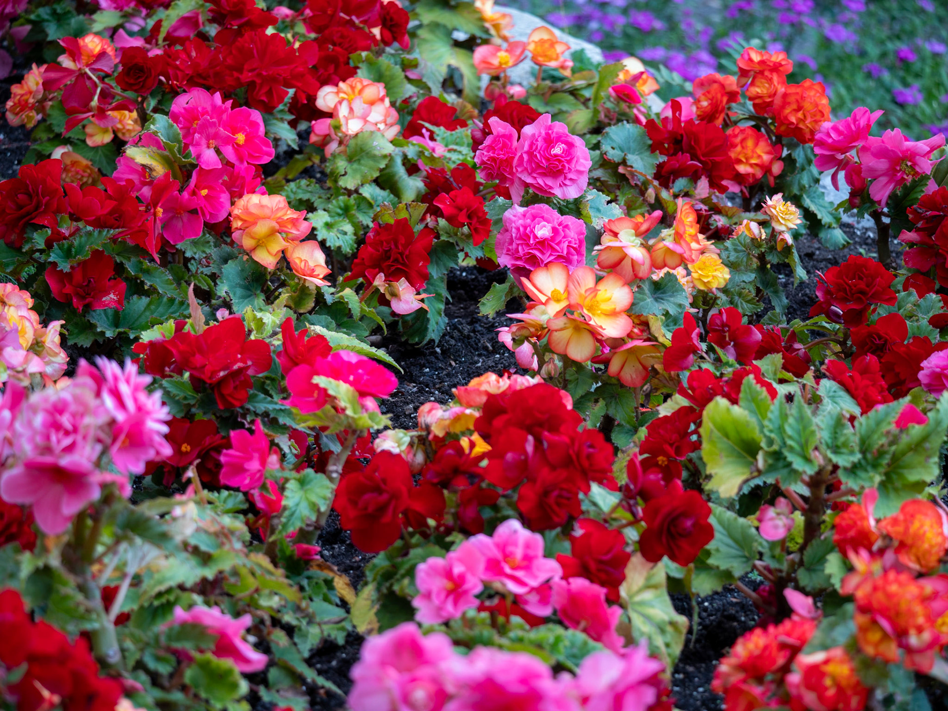 Cascade of Time Garden Banff