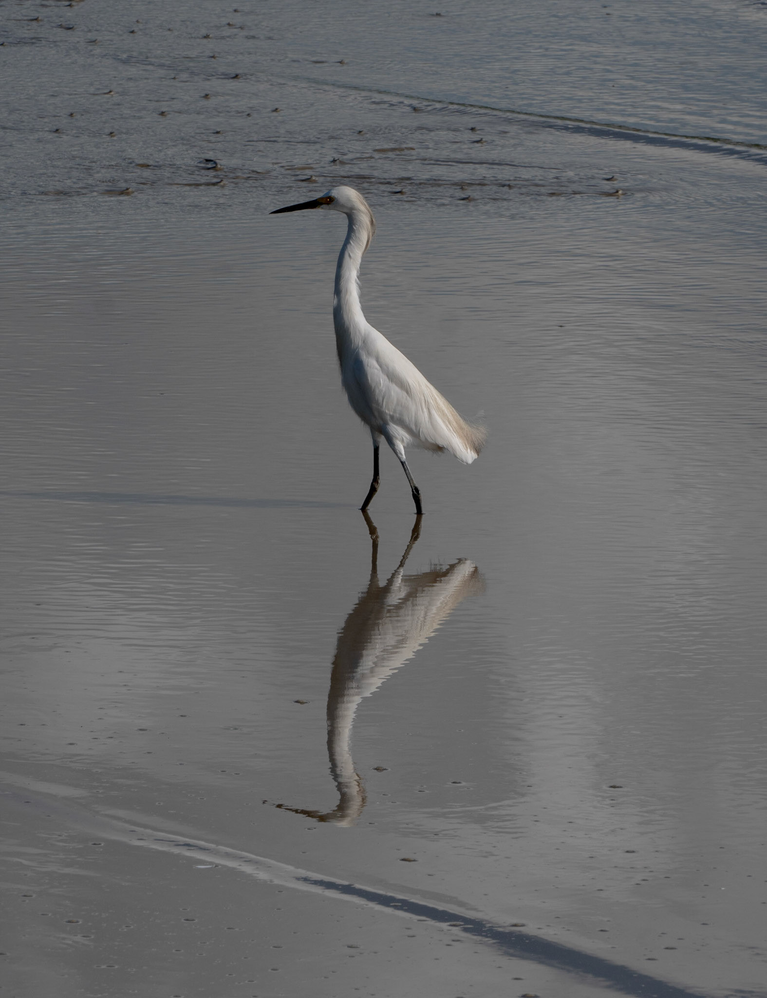 P1067168 White Egret
