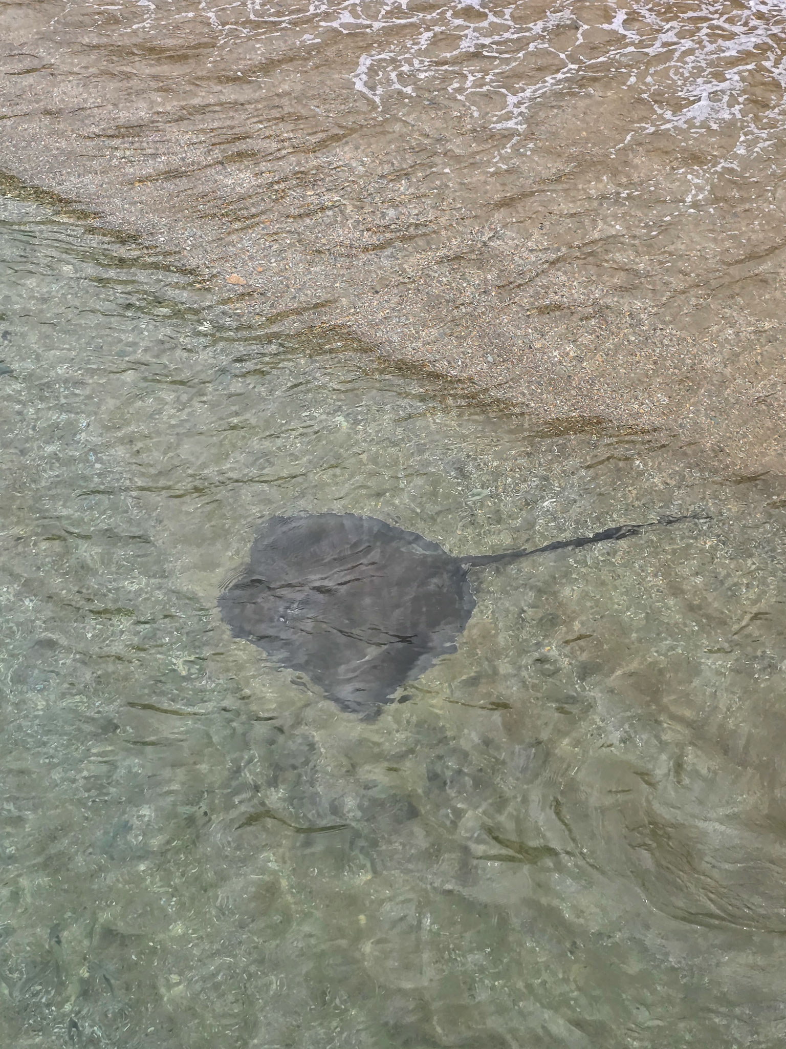 Stringray at Parlatuvier Bay