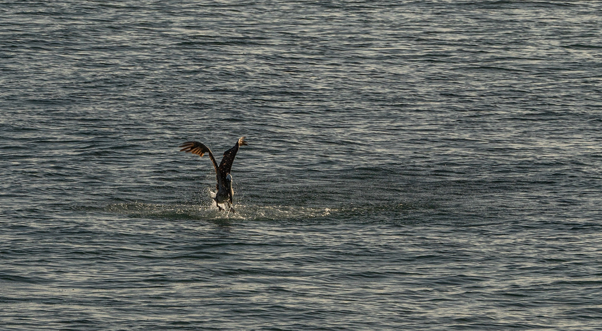 P1071194 I caught one!