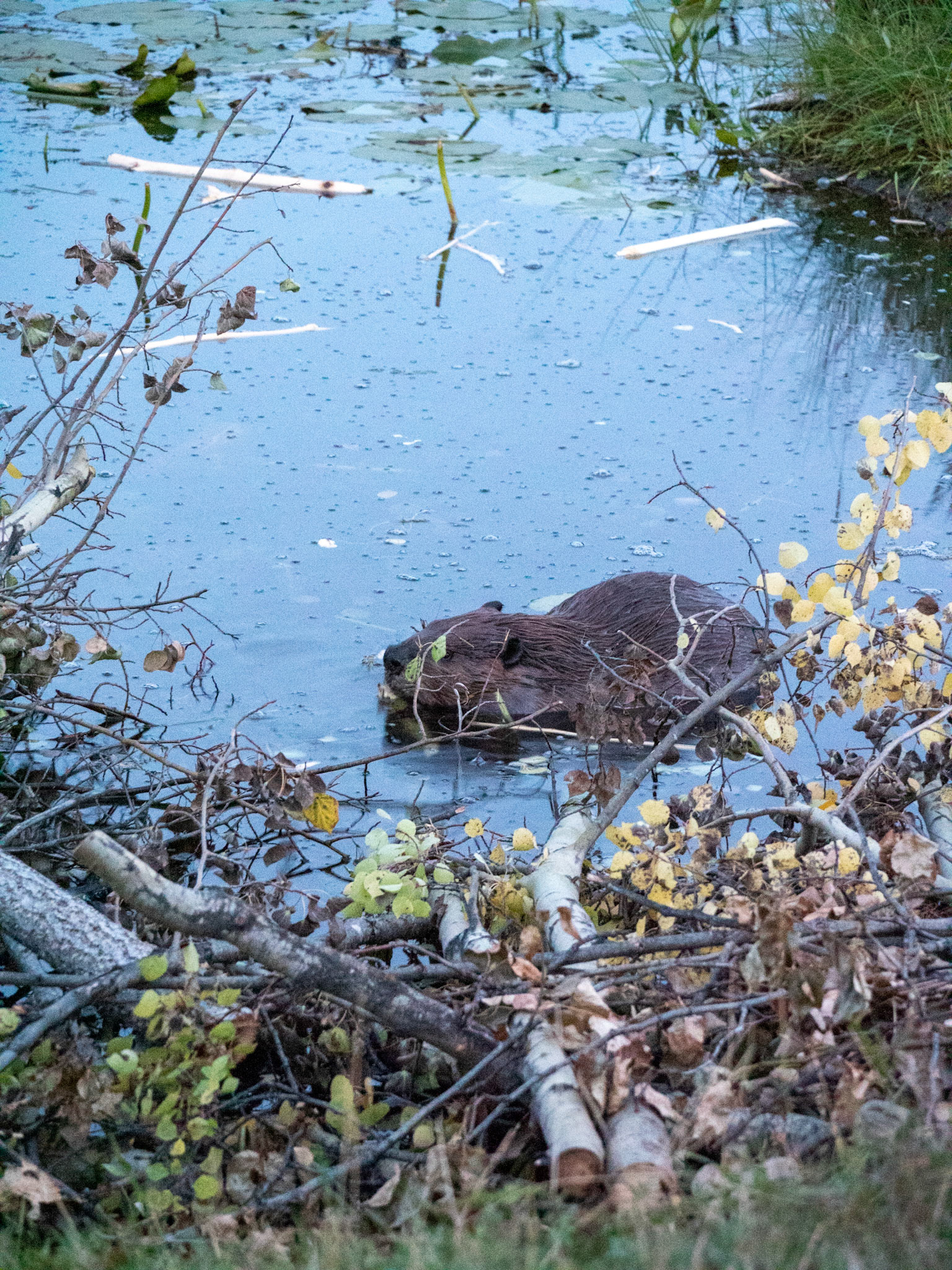 Beaver at the Beaver Boardwalk Hinton
