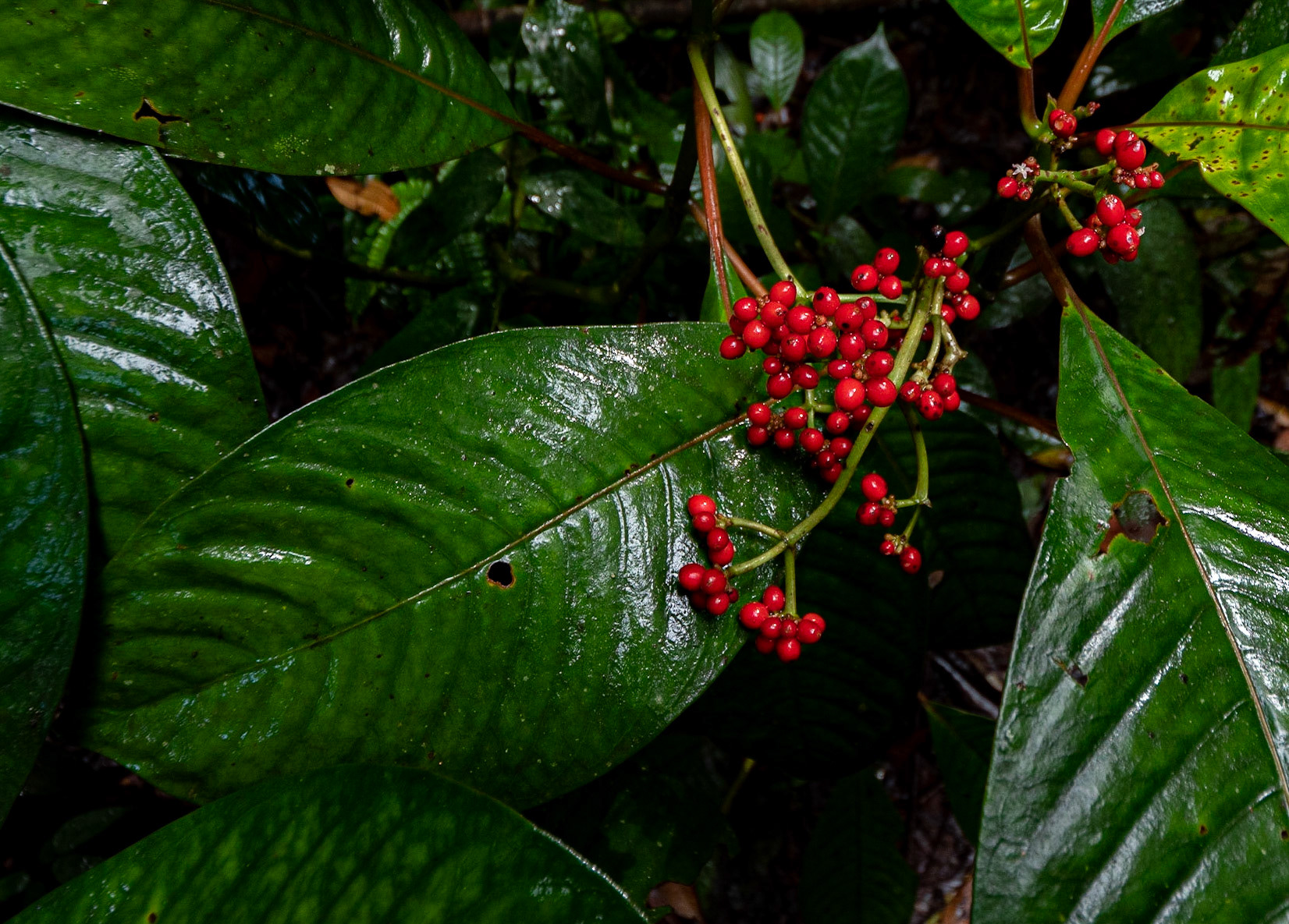 P1072275 Wild berries