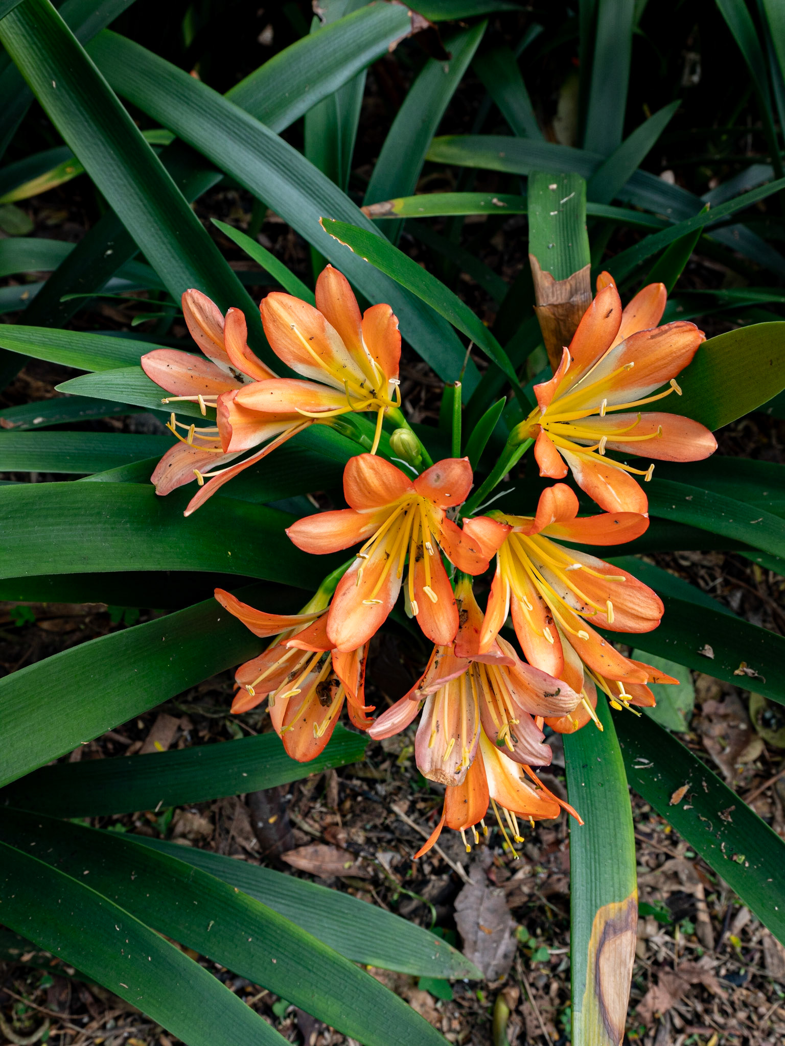P1122708 Local flower