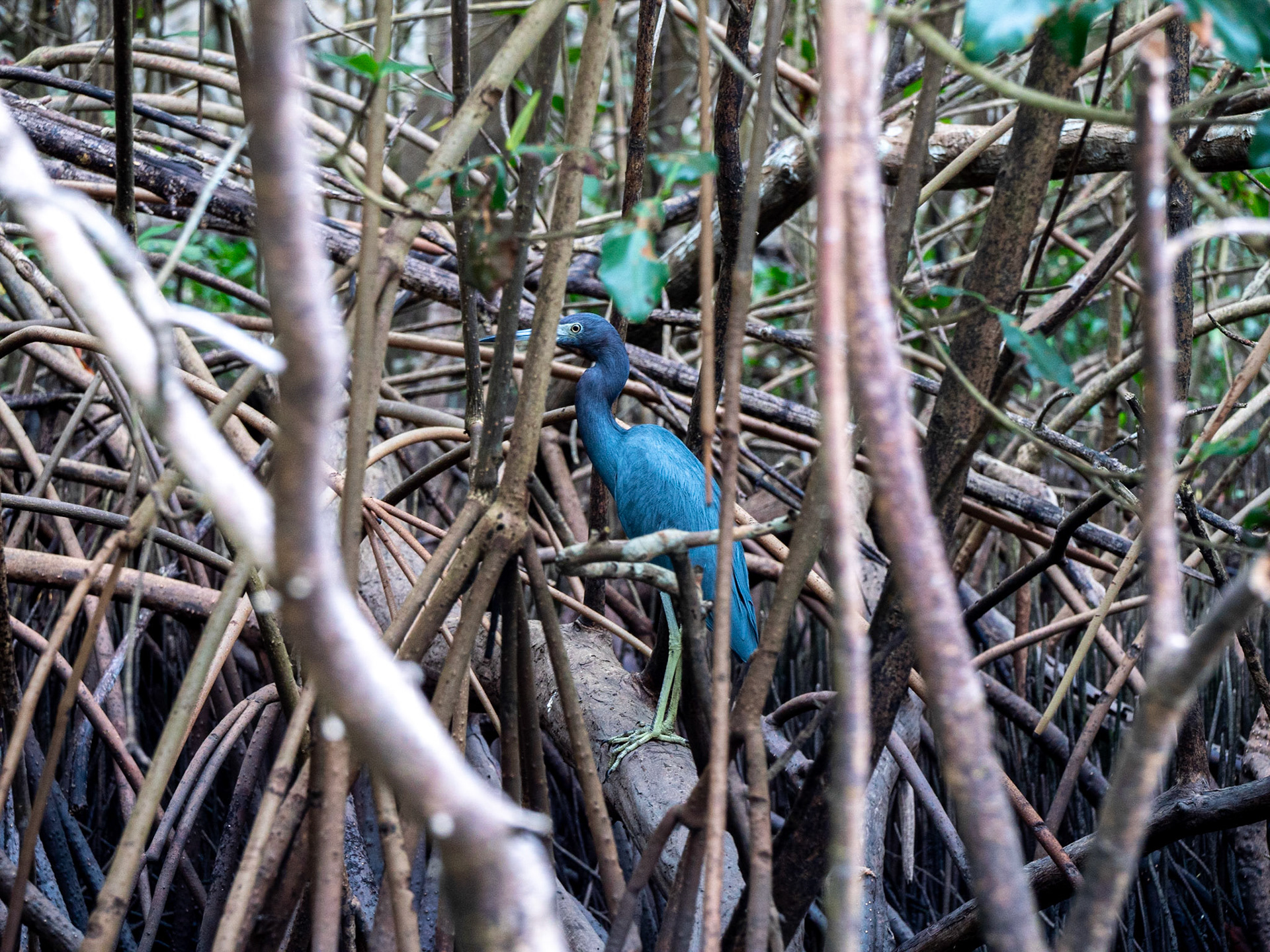 P1054327 Caroni Bird Santuary
